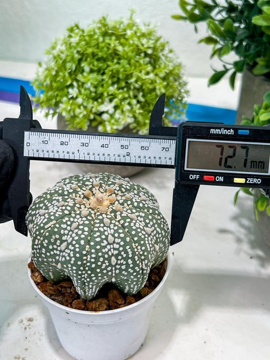 Custom Order- You'll receive the exact live plant (T2) (B6) | NEVADA Plant Shop | 3" Pot