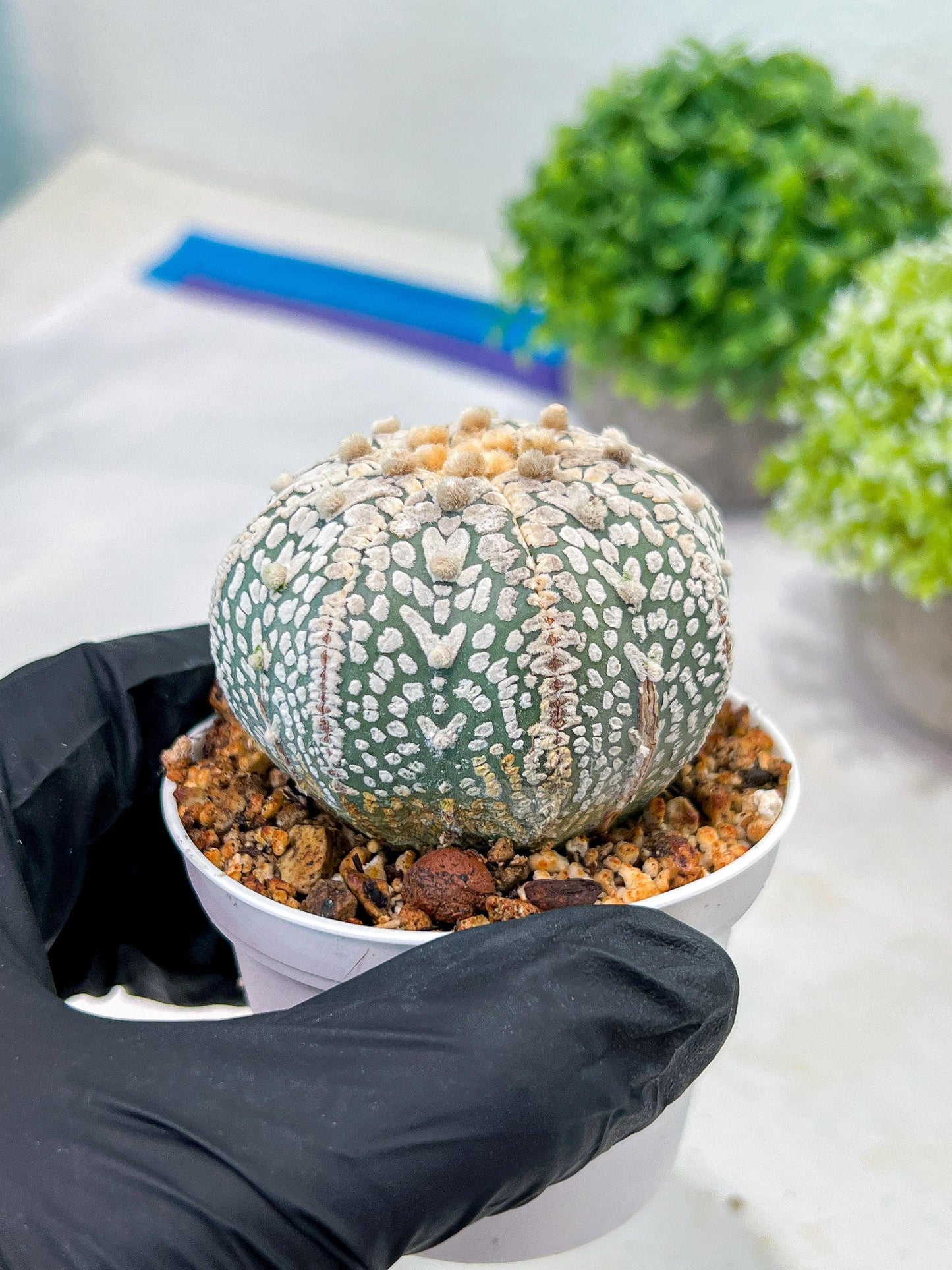 Custom Order- We’ll send you the exact live plant pictured (T3) (G1) | NEVADA Plant Seller | 3" Pot