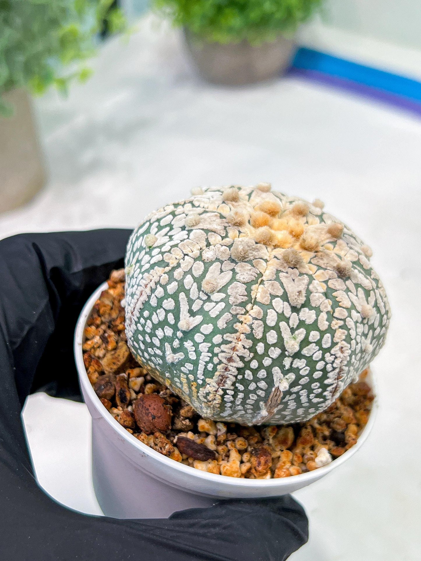 Custom Order- We’ll send you the exact live plant pictured (T3) (G1) | NEVADA Plant Seller | 3" Pot