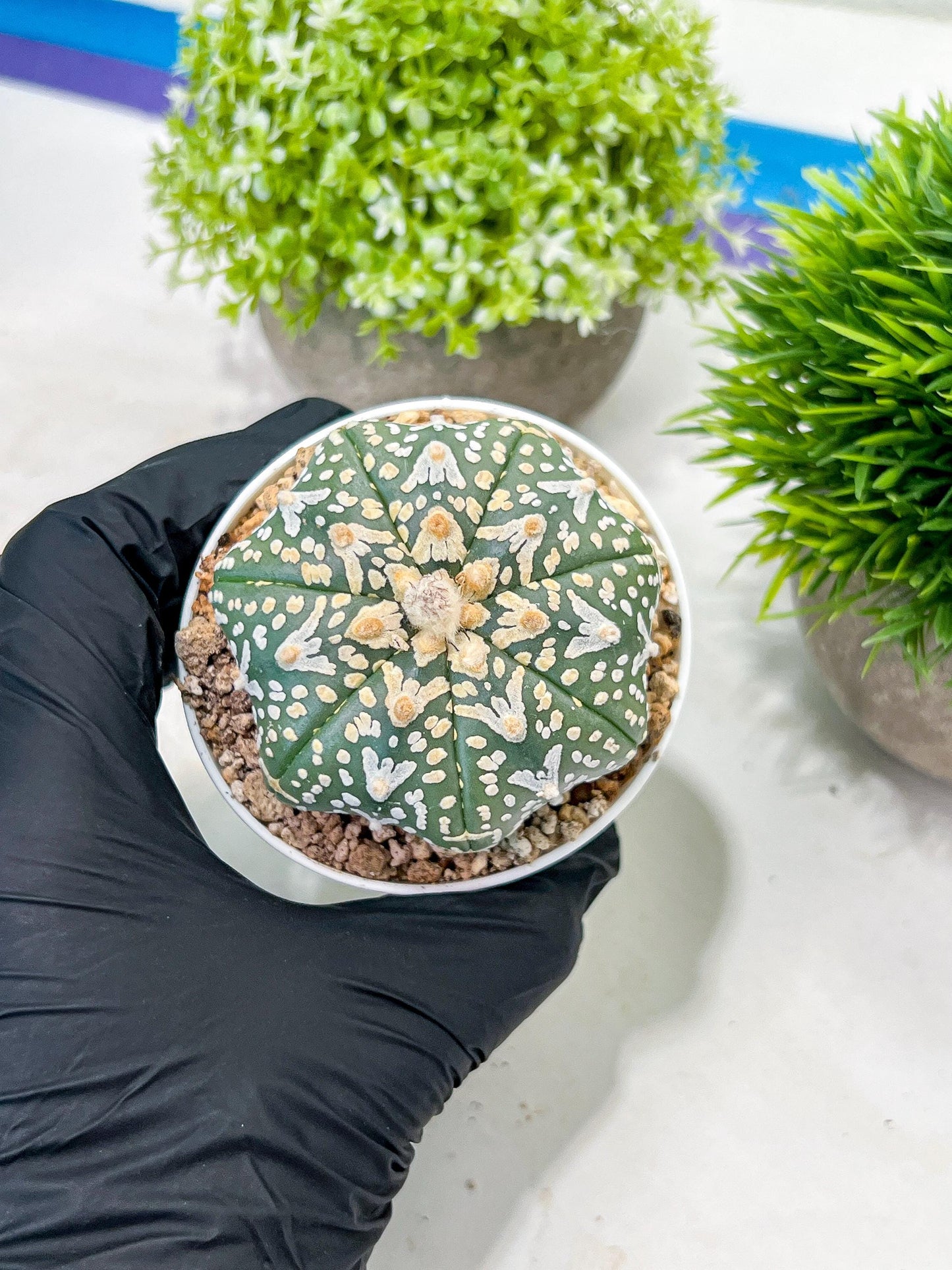 Custom Order- We’ll send you the exact live plant pictured (T3) (G2) | NEVADA Plant Seller | 3" Pot