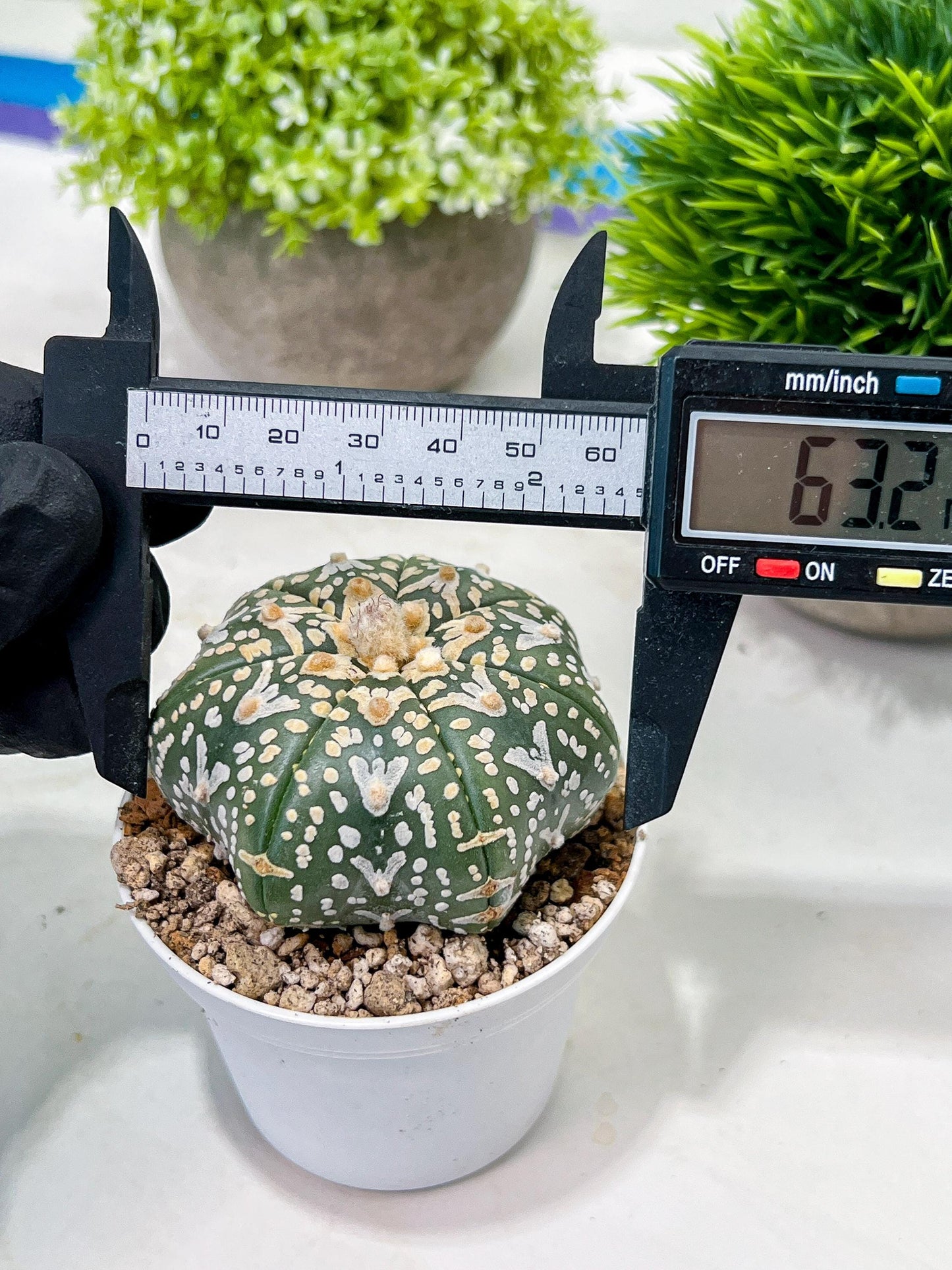 Custom Order- We’ll send you the exact live plant pictured (T3) (G2) | NEVADA Plant Seller | 3" Pot