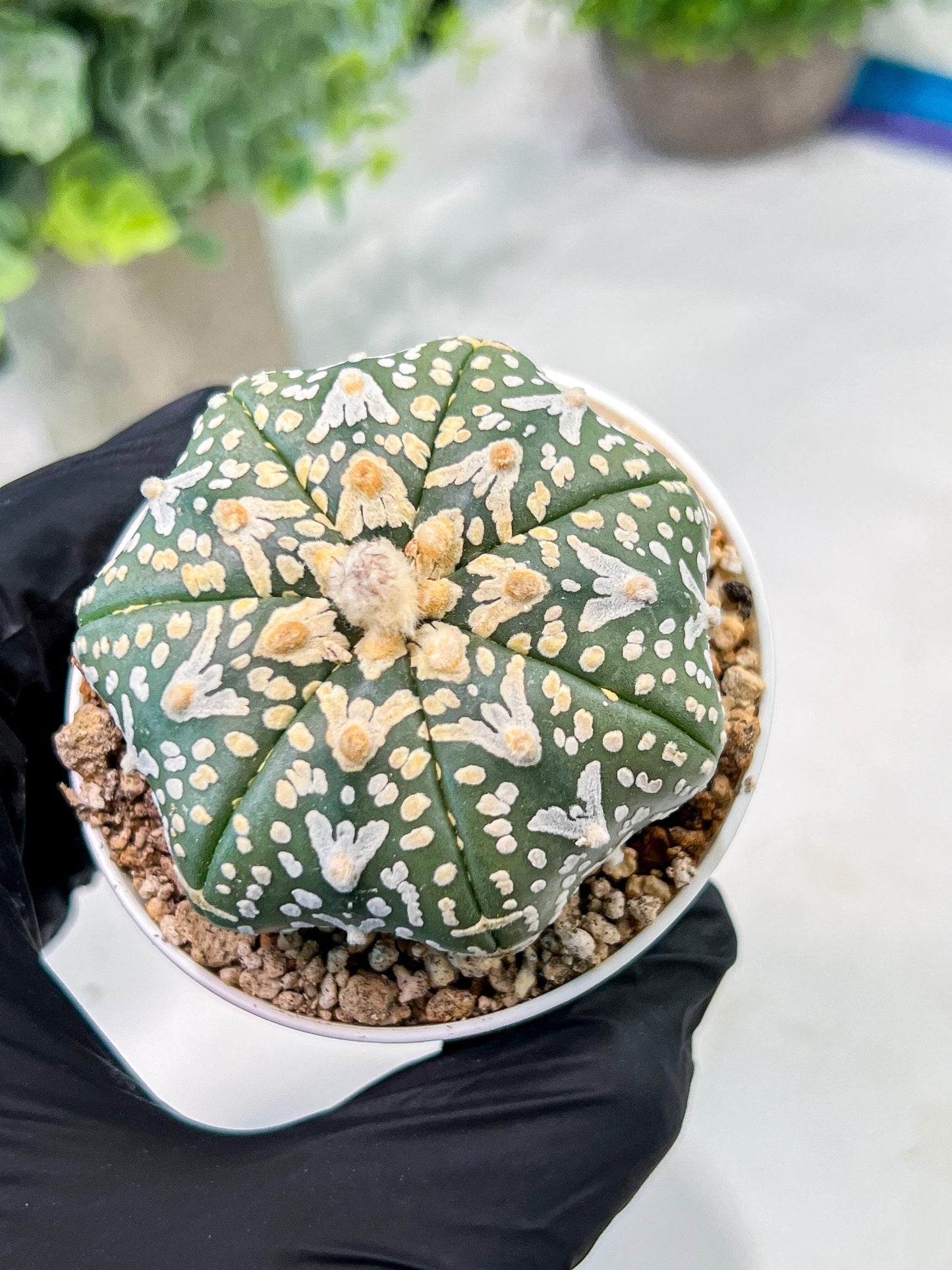 Custom Order- We’ll send you the exact live plant pictured (T3) (G2) | NEVADA Plant Seller | 3" Pot