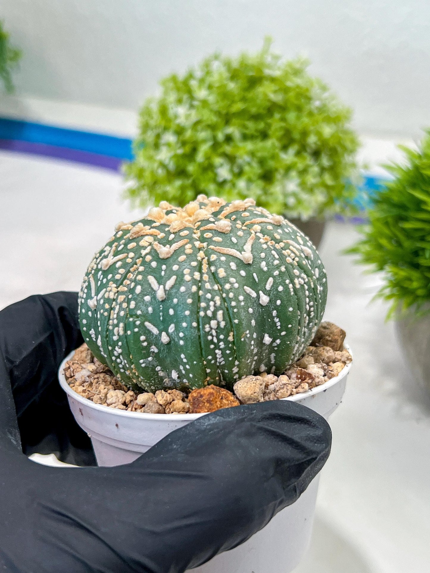 Custom Order- We’ll send you the exact live plant pictured (T3) (G3) | Las Vegas Plant Seller | 3" Pot