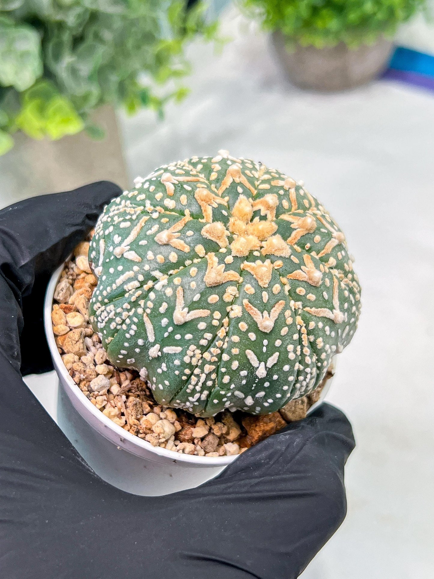 Custom Order- We’ll send you the exact live plant pictured (T3) (G3) | Las Vegas Plant Seller | 3" Pot