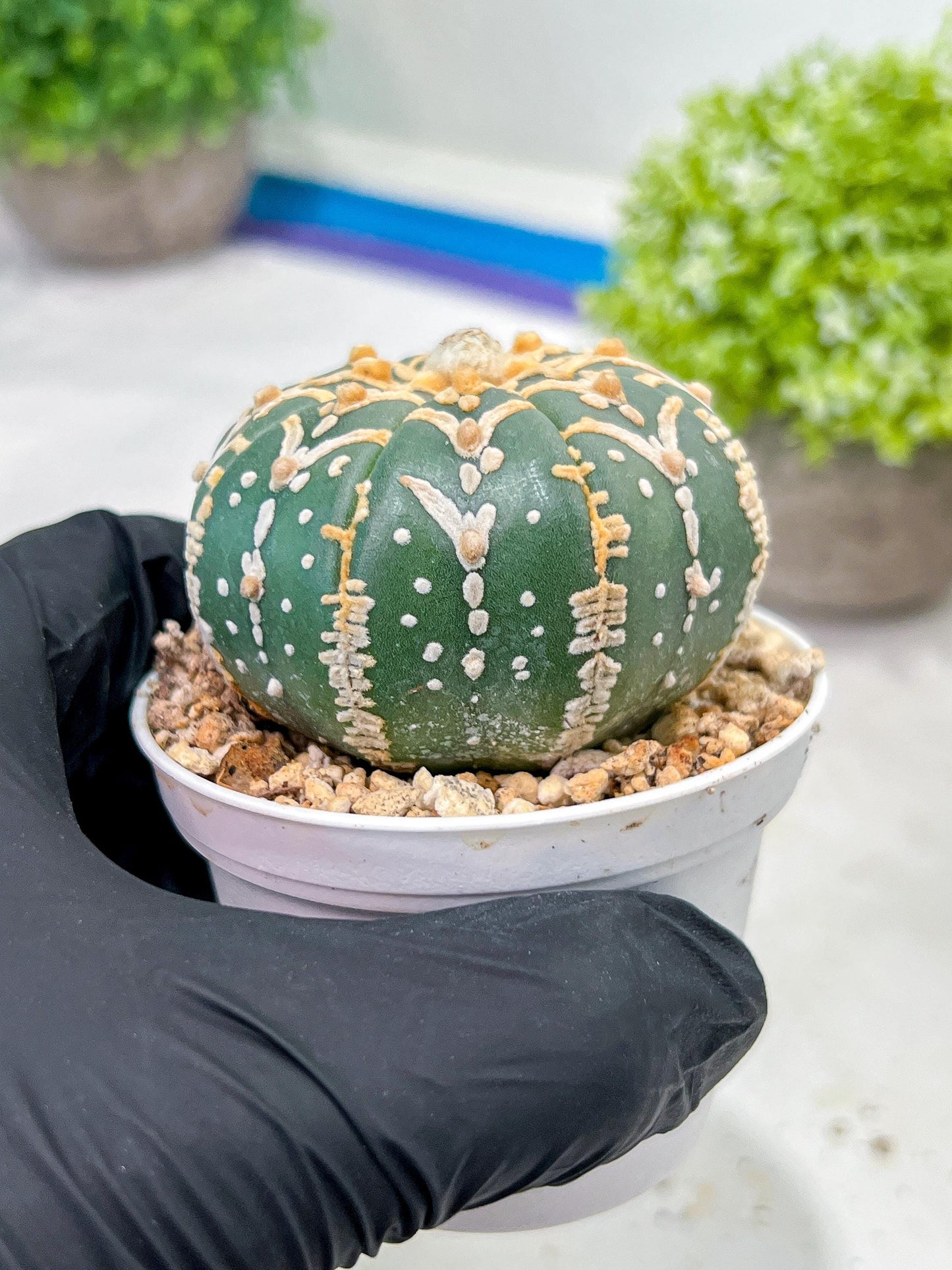Custom Order- We’ll send you the exact live plant pictured (T3) (G5) | USA Plant SHOP | 3" Pot