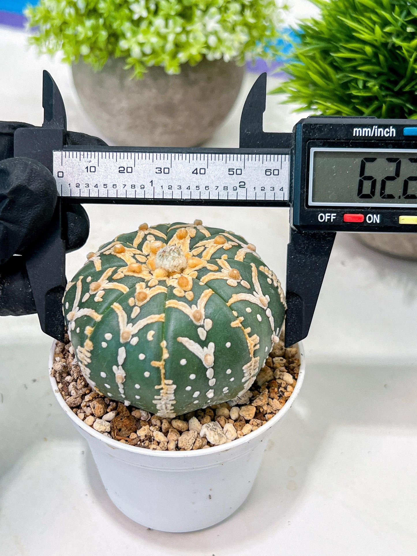 Custom Order- We’ll send you the exact live plant pictured (T3) (G5) | USA Plant SHOP | 3" Pot