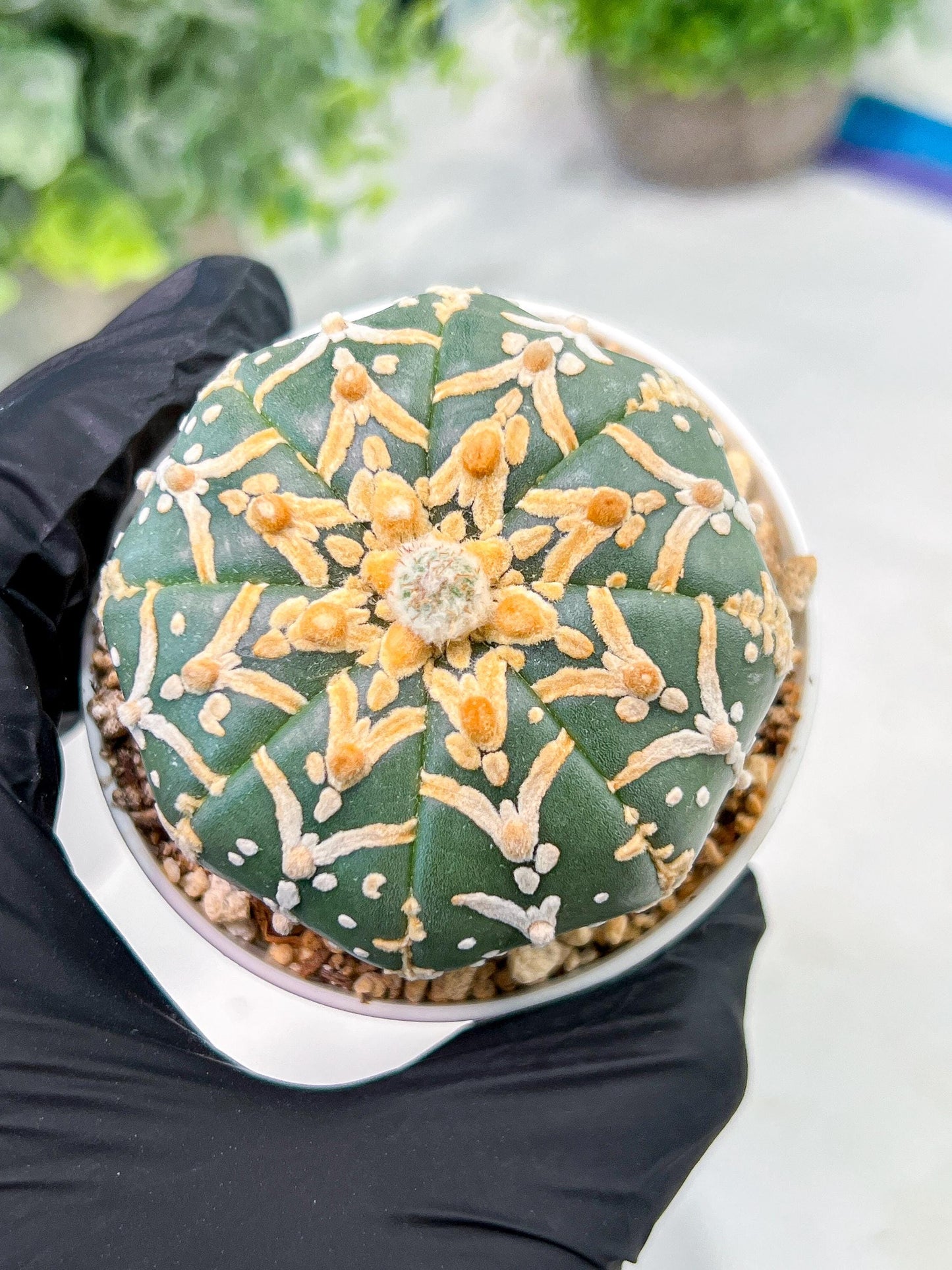 Custom Order- We’ll send you the exact live plant pictured (T3) (G5) | USA Plant SHOP | 3" Pot