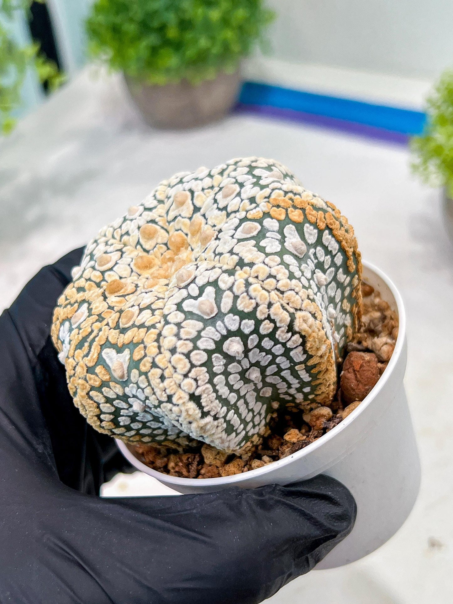 Custom Order- We’ll send you the exact live plant pictured (T3) (G7) | Las Vegas Seller | 3" Pot