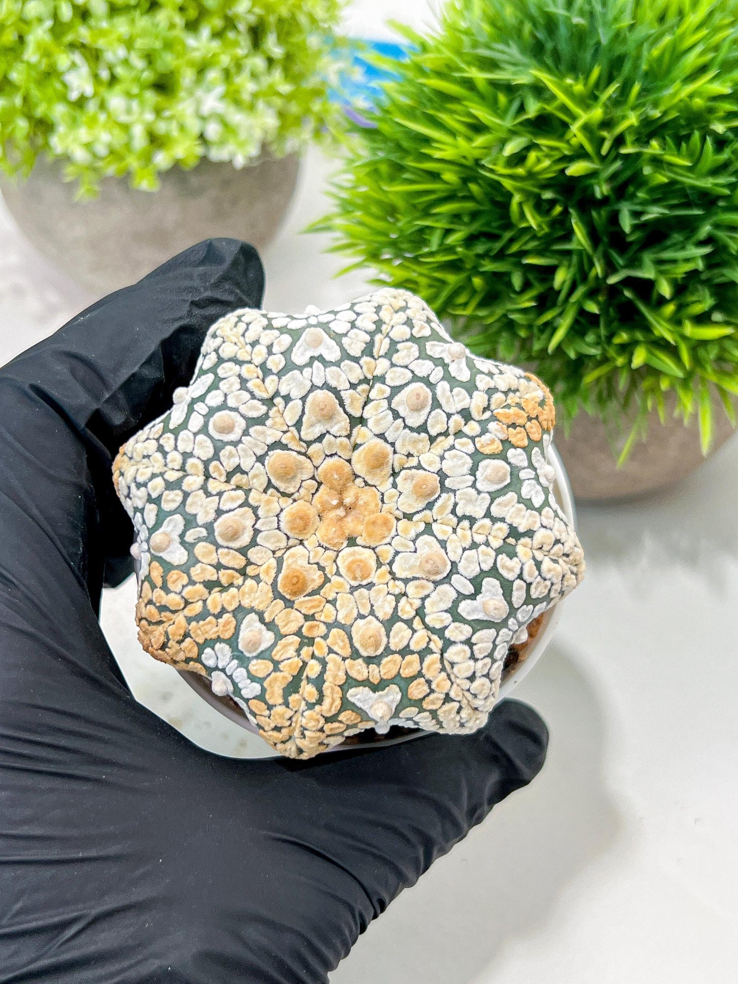 Custom Order- We’ll send you the exact live plant pictured (T3) (G7) | Las Vegas Seller | 3" Pot
