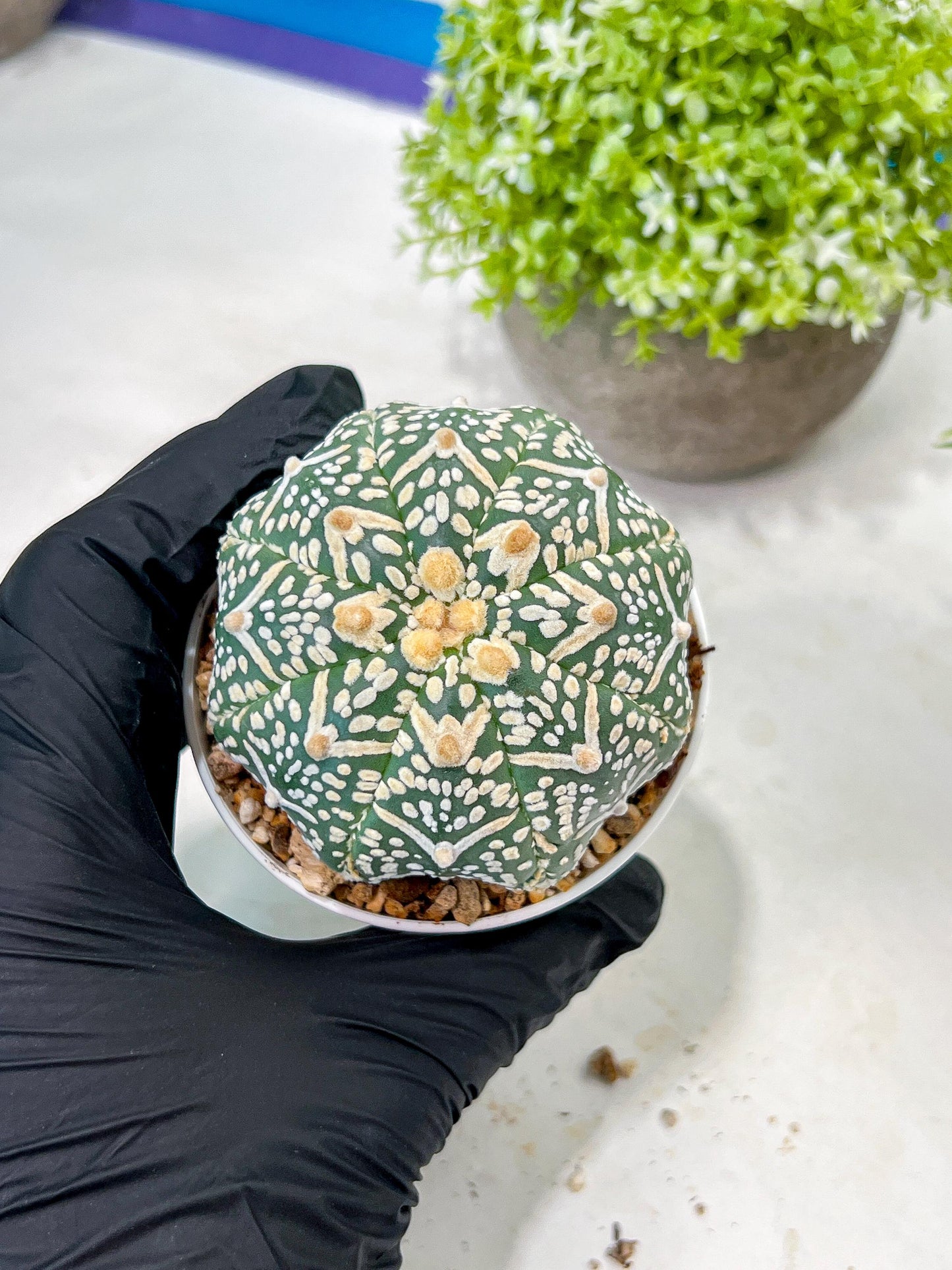 Custom Order- We’ll send you the exact live plant pictured (T3) (R1) | NEVADA Plant Seller | 3" Pot