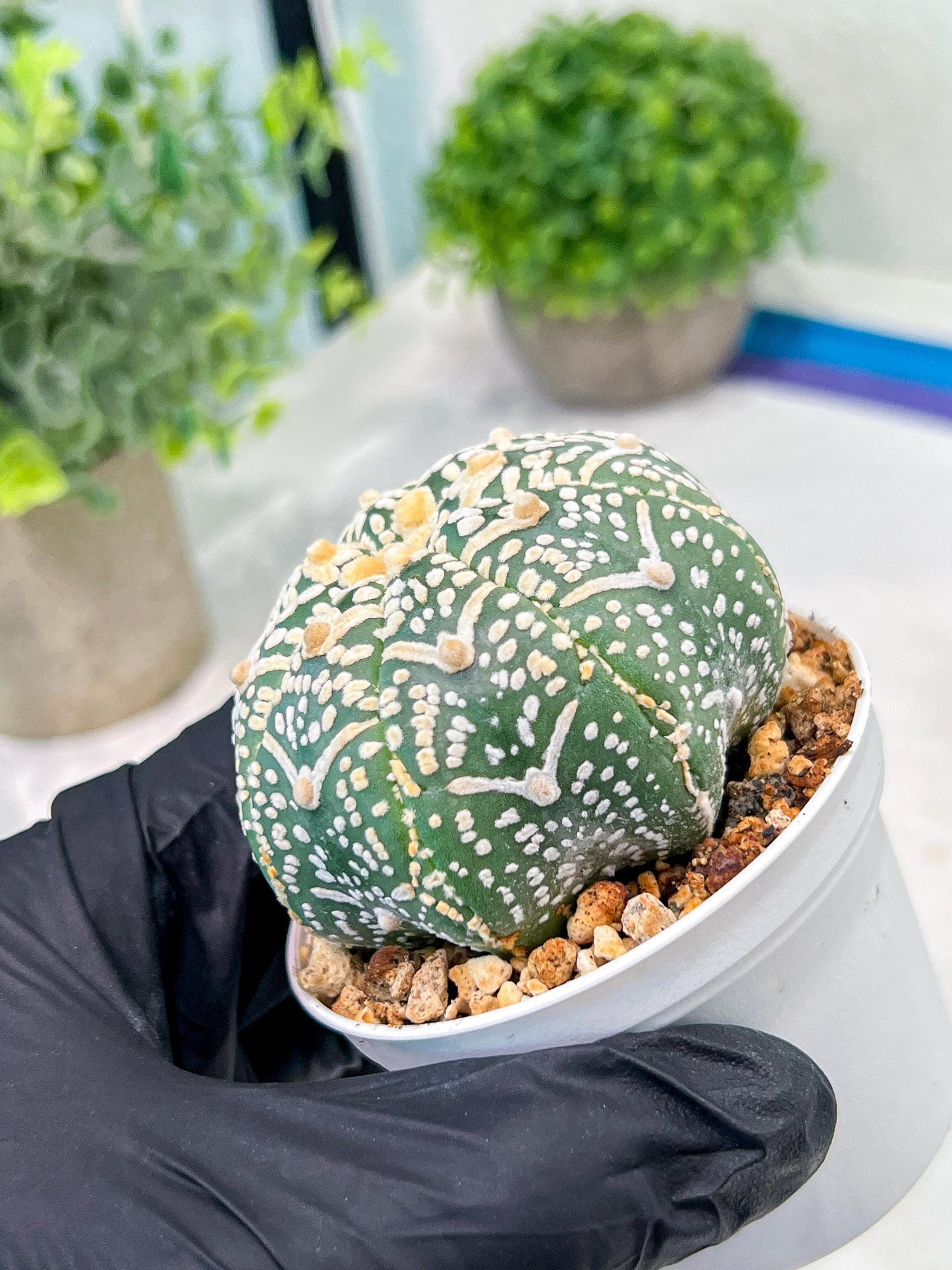 Custom Order- We’ll send you the exact live plant pictured (T3) (R1) | NEVADA Plant Seller | 3" Pot