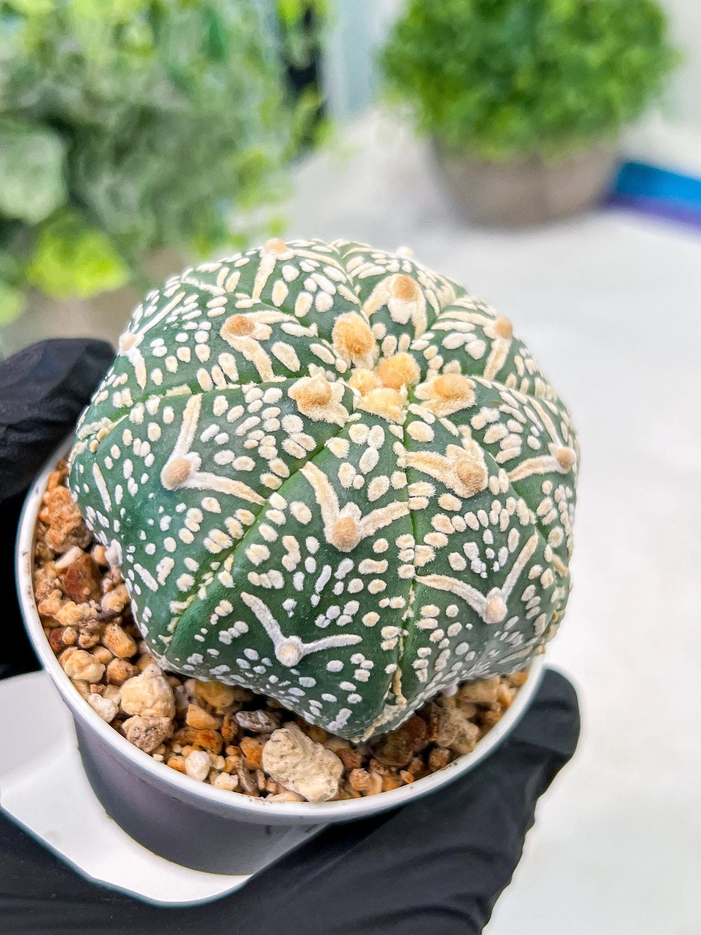 Custom Order- We’ll send you the exact live plant pictured (T3) (R1) | NEVADA Plant Seller | 3" Pot