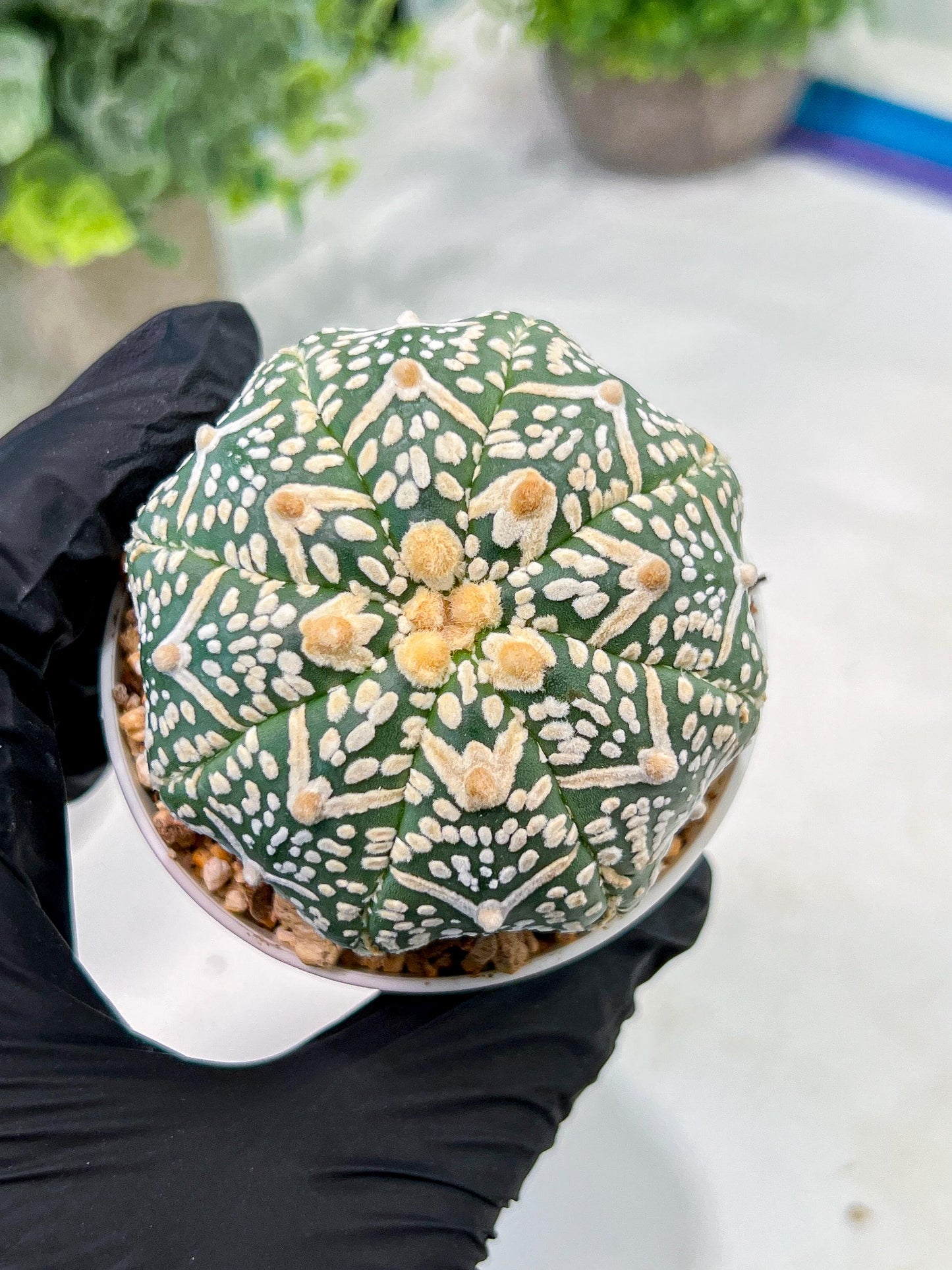 Custom Order- We’ll send you the exact live plant pictured (T3) (R1) | NEVADA Plant Seller | 3" Pot