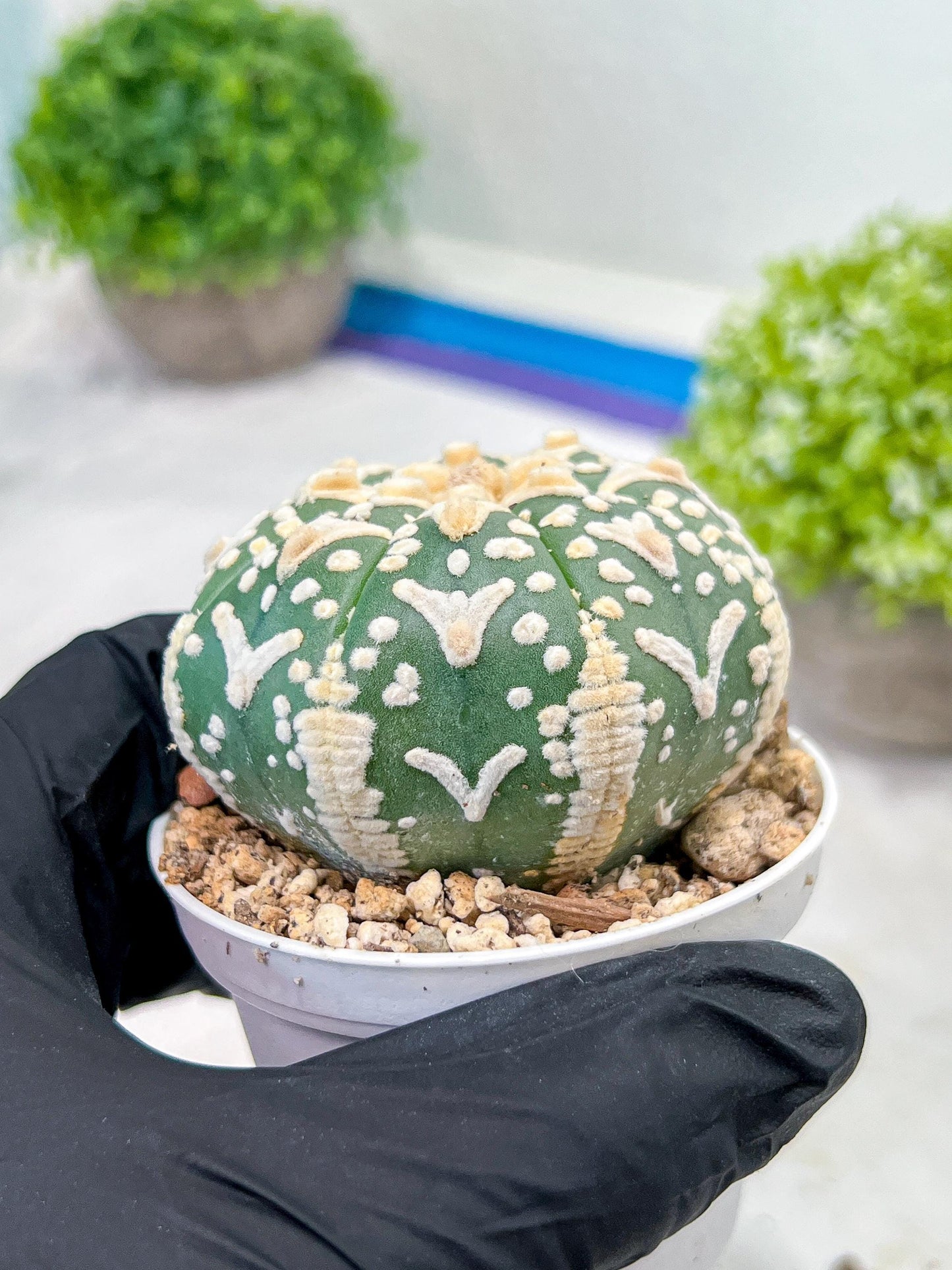 Custom Order- We’ll send you the exact live plant pictured (T3) (R2) | NEVADA Plant Seller | 3" Pot