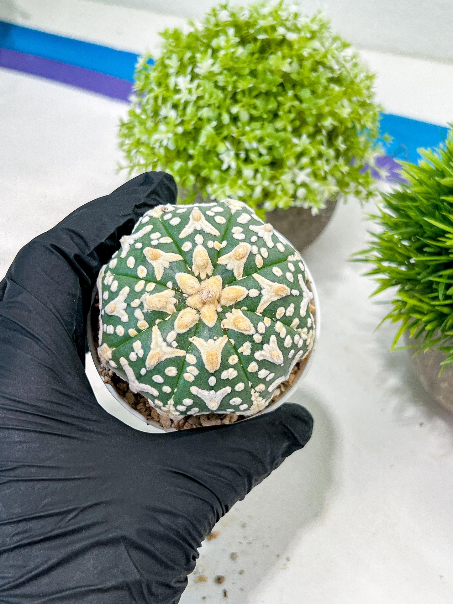 Custom Order- We’ll send you the exact live plant pictured (T3) (R2) | NEVADA Plant Seller | 3" Pot