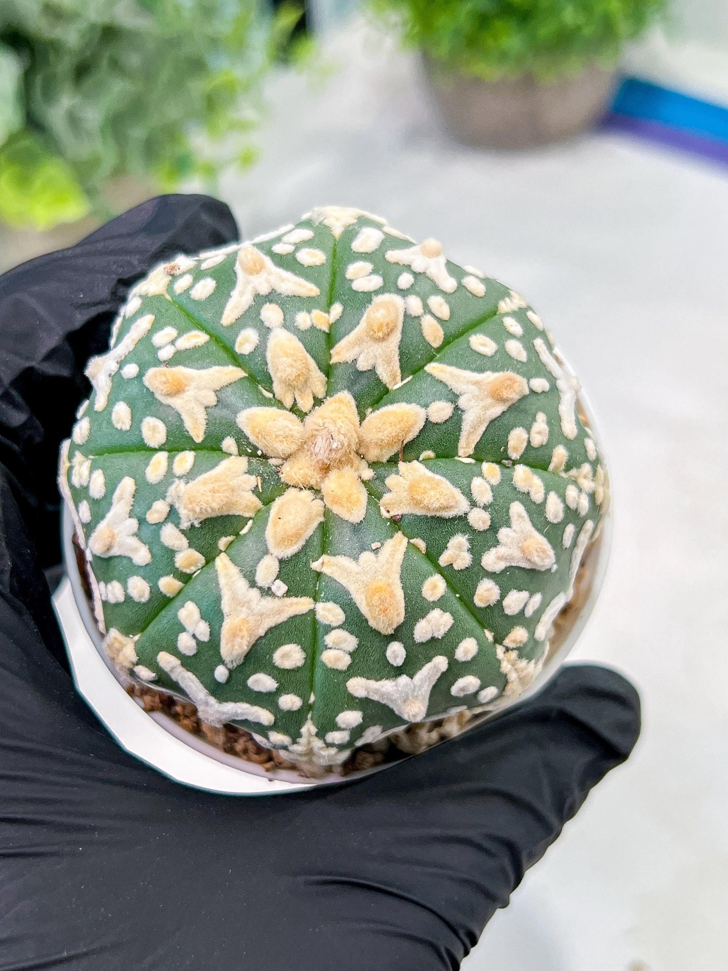 Custom Order- We’ll send you the exact live plant pictured (T3) (R2) | NEVADA Plant Seller | 3" Pot