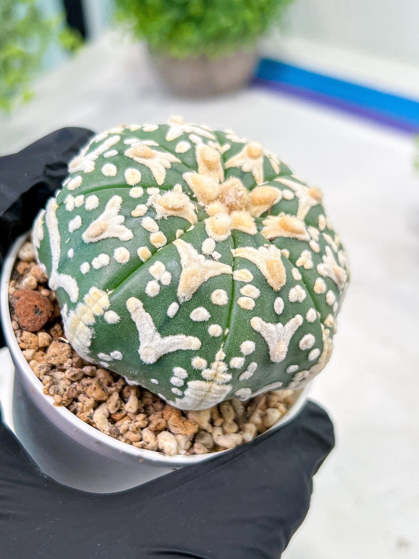 Custom Order- We’ll send you the exact live plant pictured (T3) (R2) | NEVADA Plant Seller | 3" Pot