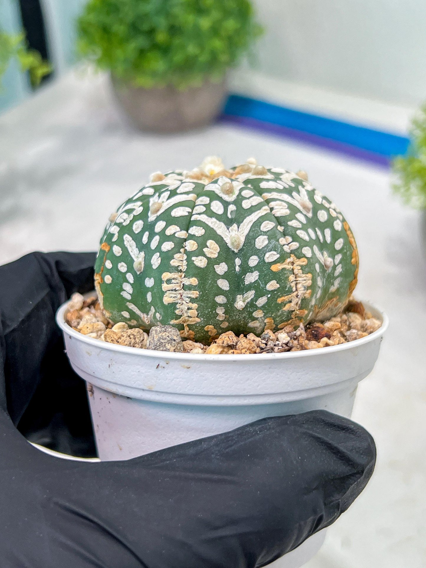 Custom Order- We’ll send you the exact live plant pictured (T3) (R3) | Las Vegas Plant Seller | 3" Pot