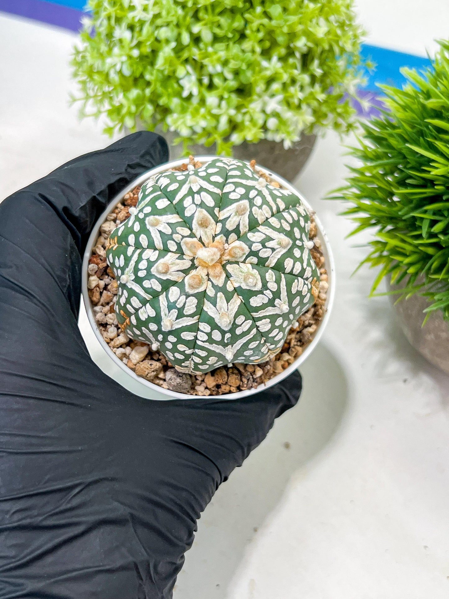 Custom Order- We’ll send you the exact live plant pictured (T3) (R3) | Las Vegas Plant Seller | 3" Pot