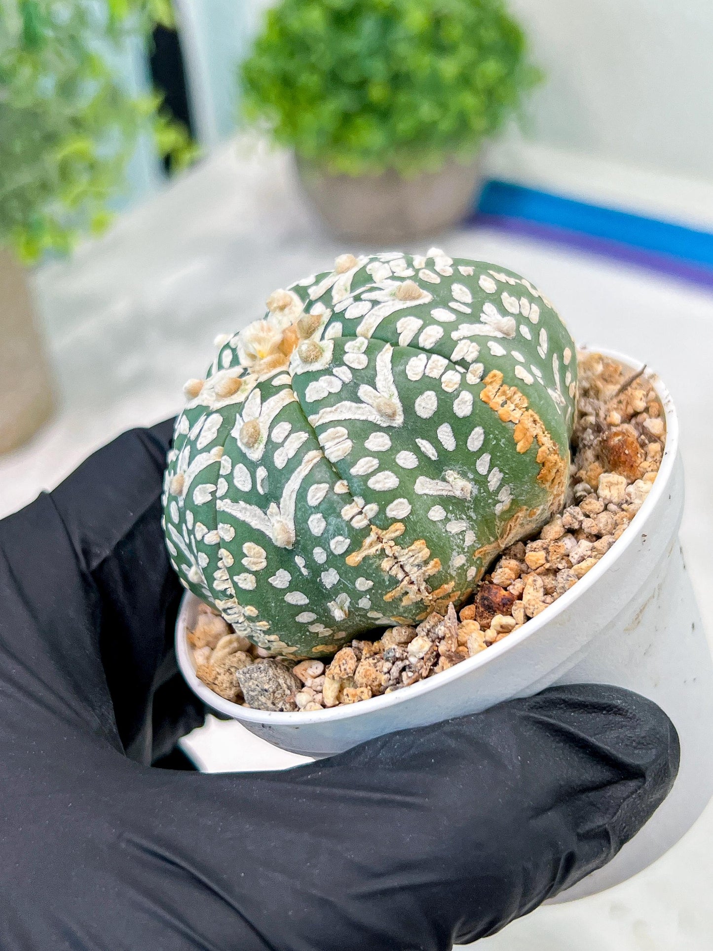 Custom Order- We’ll send you the exact live plant pictured (T3) (R3) | Las Vegas Plant Seller | 3" Pot