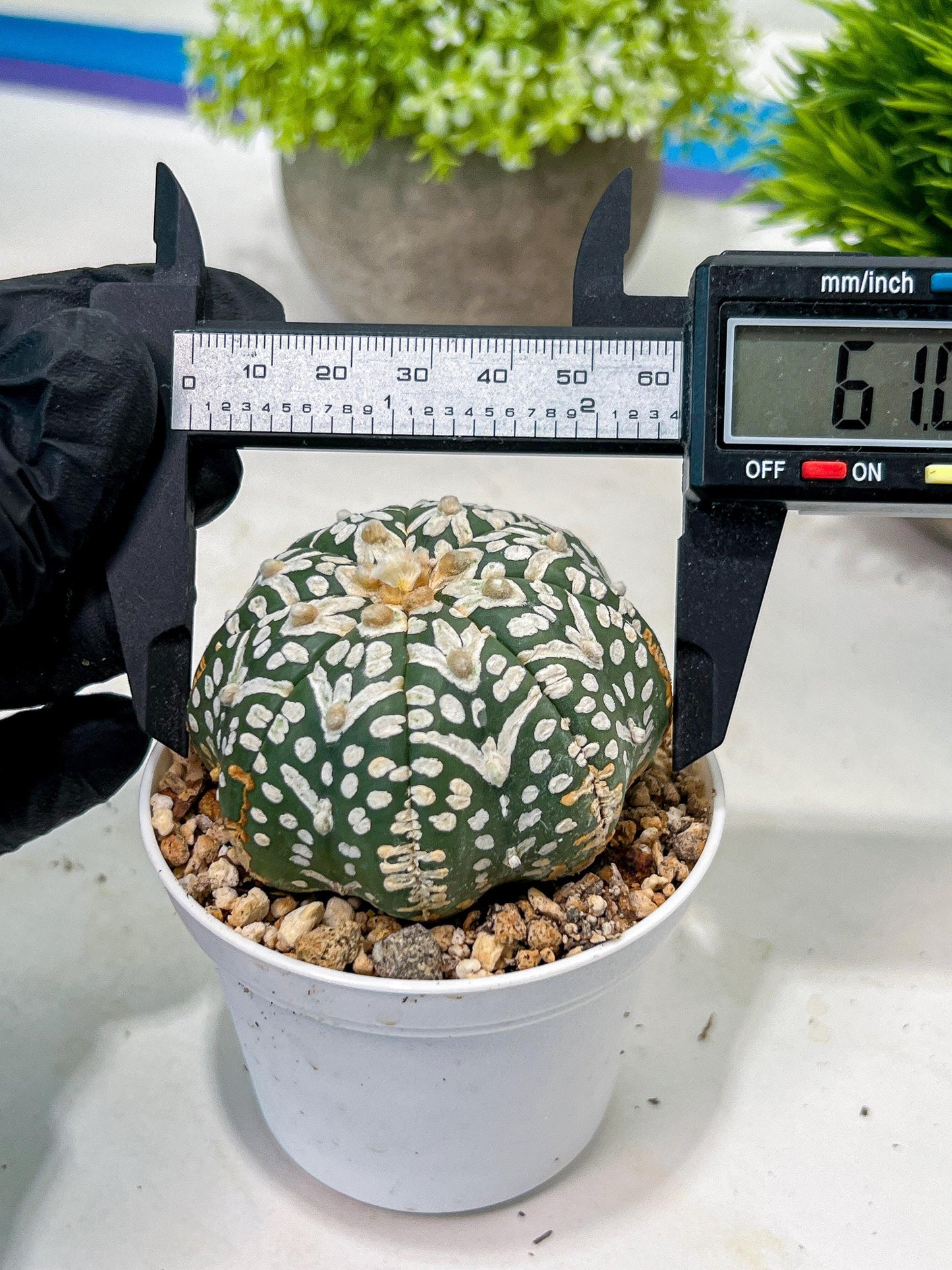 Custom Order- We’ll send you the exact live plant pictured (T3) (R3) | Las Vegas Plant Seller | 3" Pot