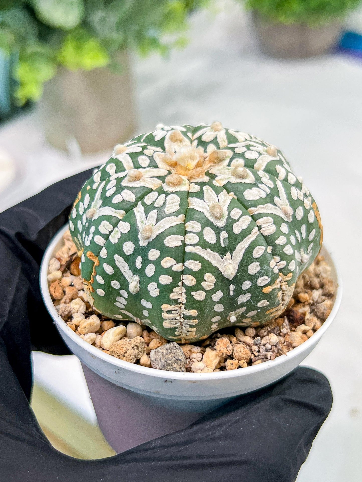 Custom Order- We’ll send you the exact live plant pictured (T3) (R3) | Las Vegas Plant Seller | 3" Pot