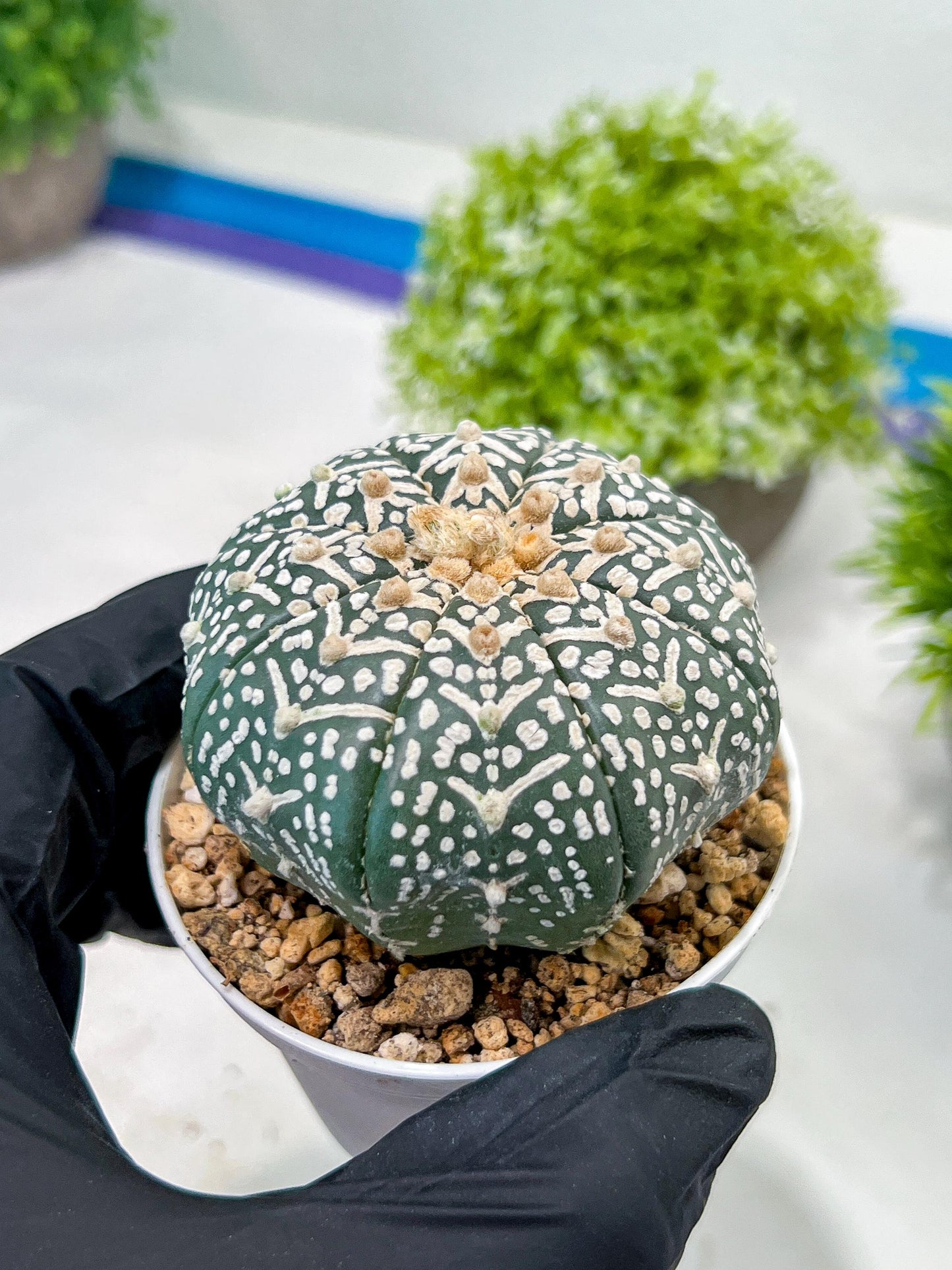 Custom Order- We’ll send you the exact live plant pictured (T3) (R4) | Vegas Seller | 3" Pot