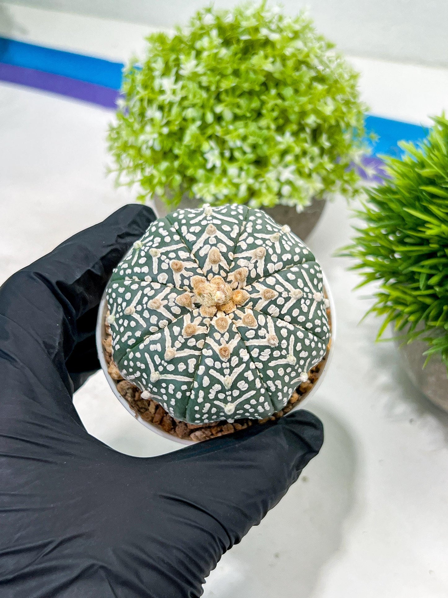 Custom Order- We’ll send you the exact live plant pictured (T3) (R4) | Vegas Seller | 3" Pot