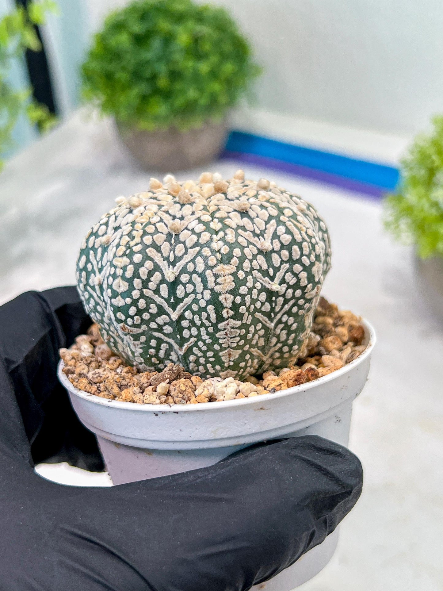 Custom Order- We’ll send you the exact live plant pictured (T3) (R5) | USA Plant SHOP | 3" Pot