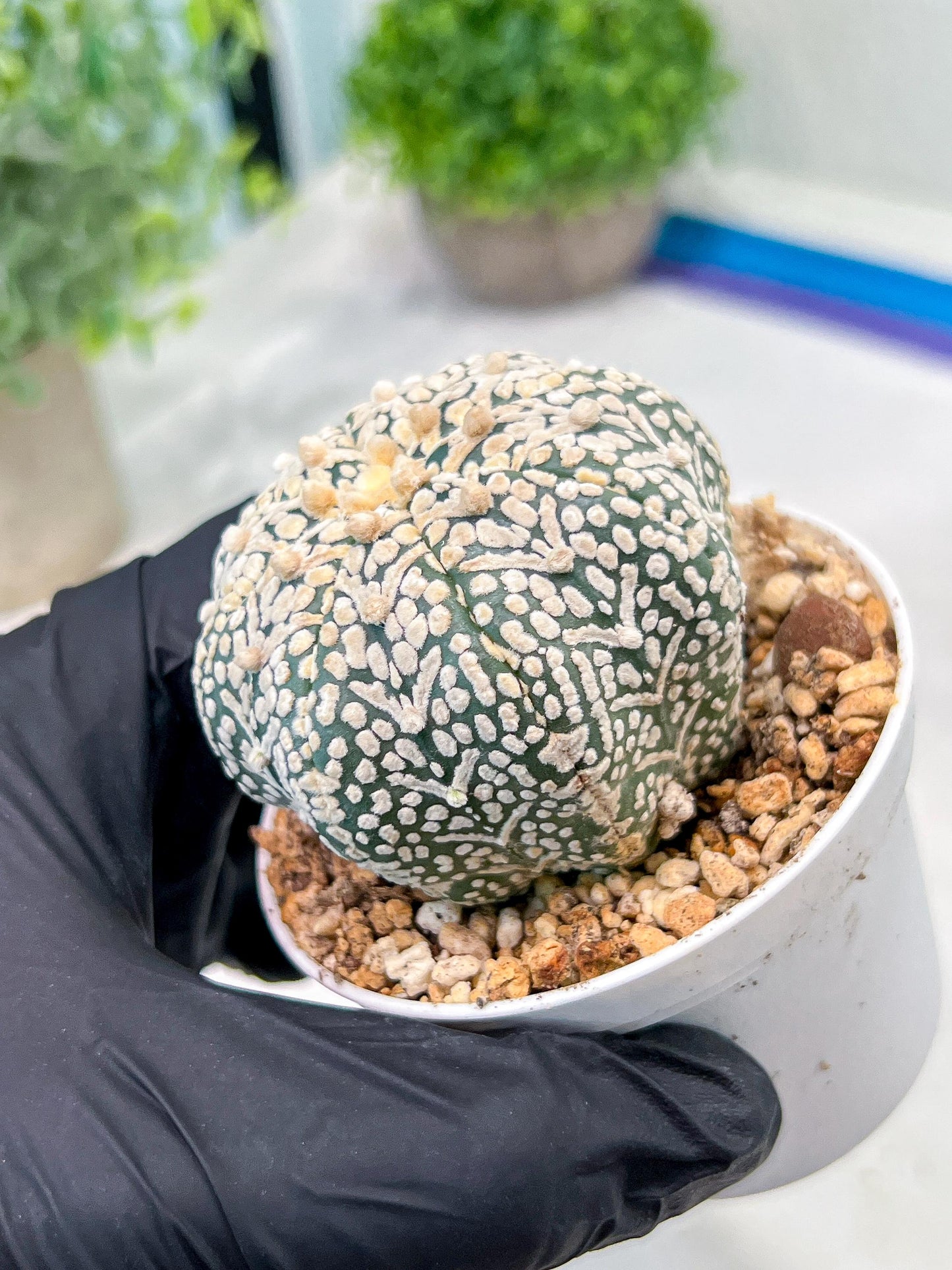 Custom Order- We’ll send you the exact live plant pictured (T3) (R5) | USA Plant SHOP | 3" Pot