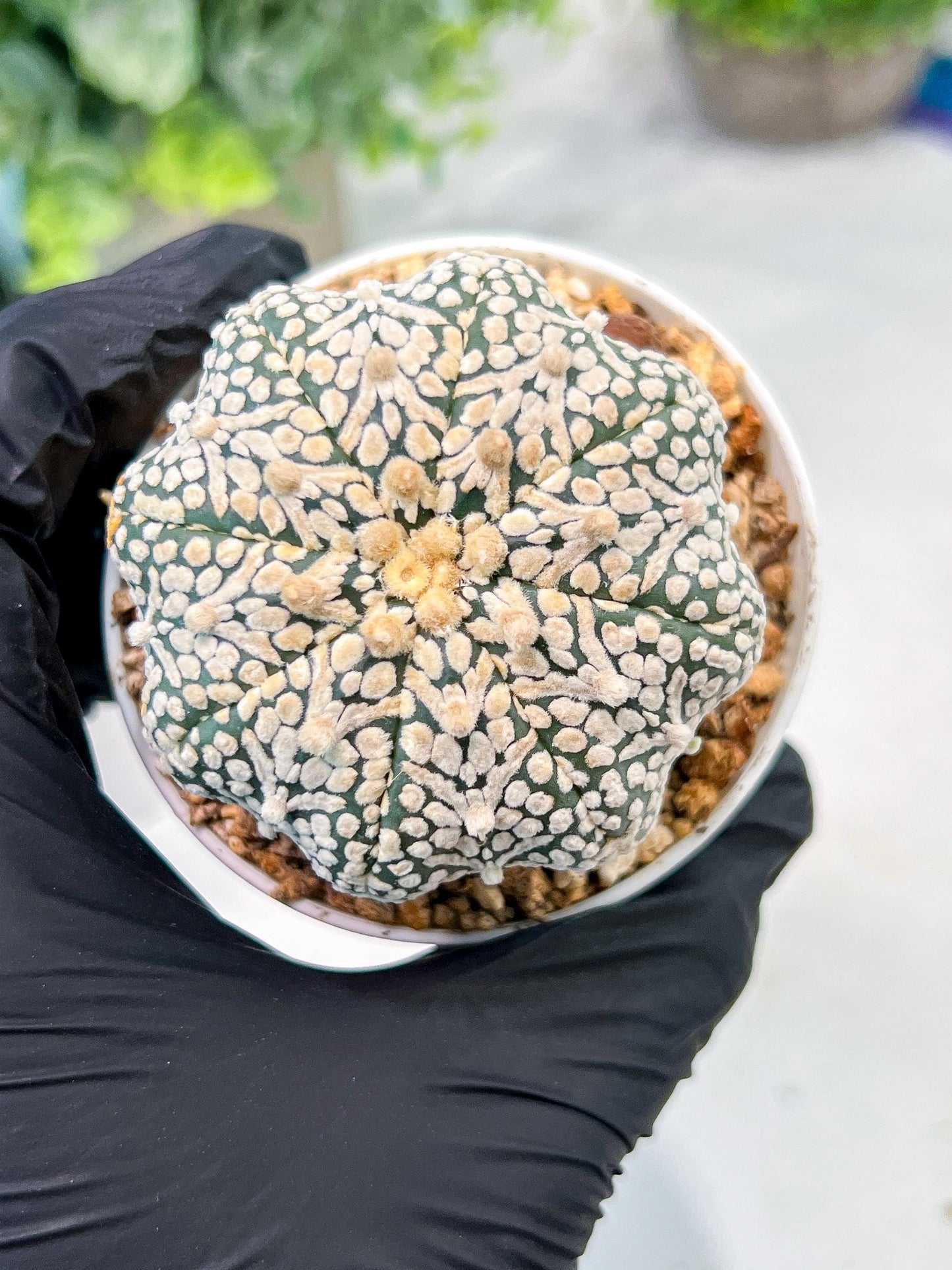 Custom Order- We’ll send you the exact live plant pictured (T3) (R5) | USA Plant SHOP | 3" Pot