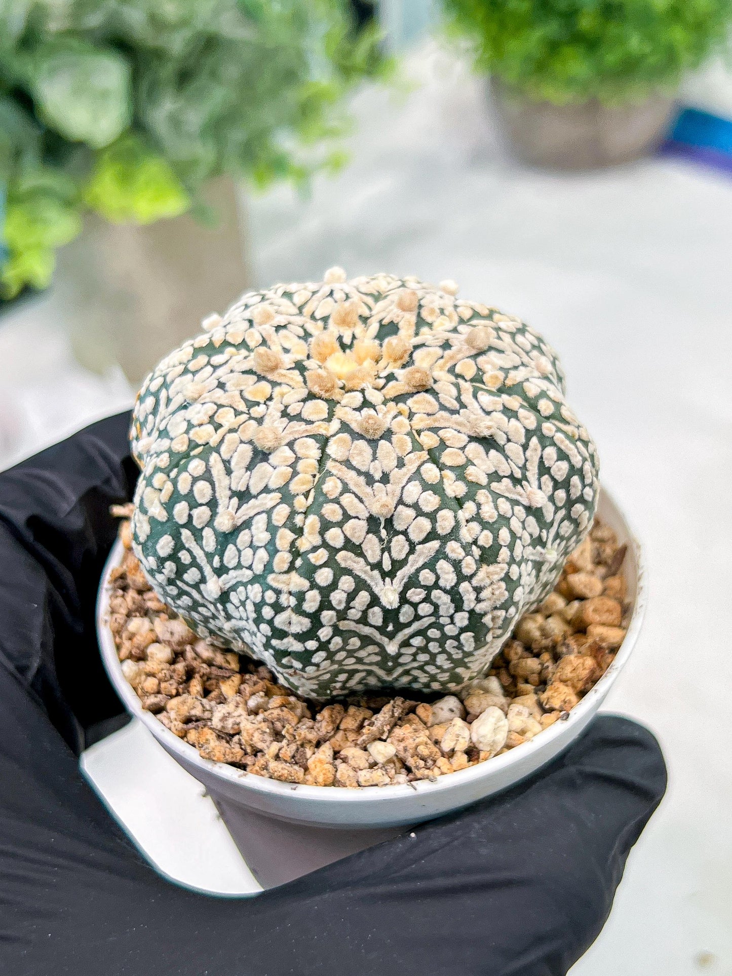 Custom Order- We’ll send you the exact live plant pictured (T3) (R5) | USA Plant SHOP | 3" Pot
