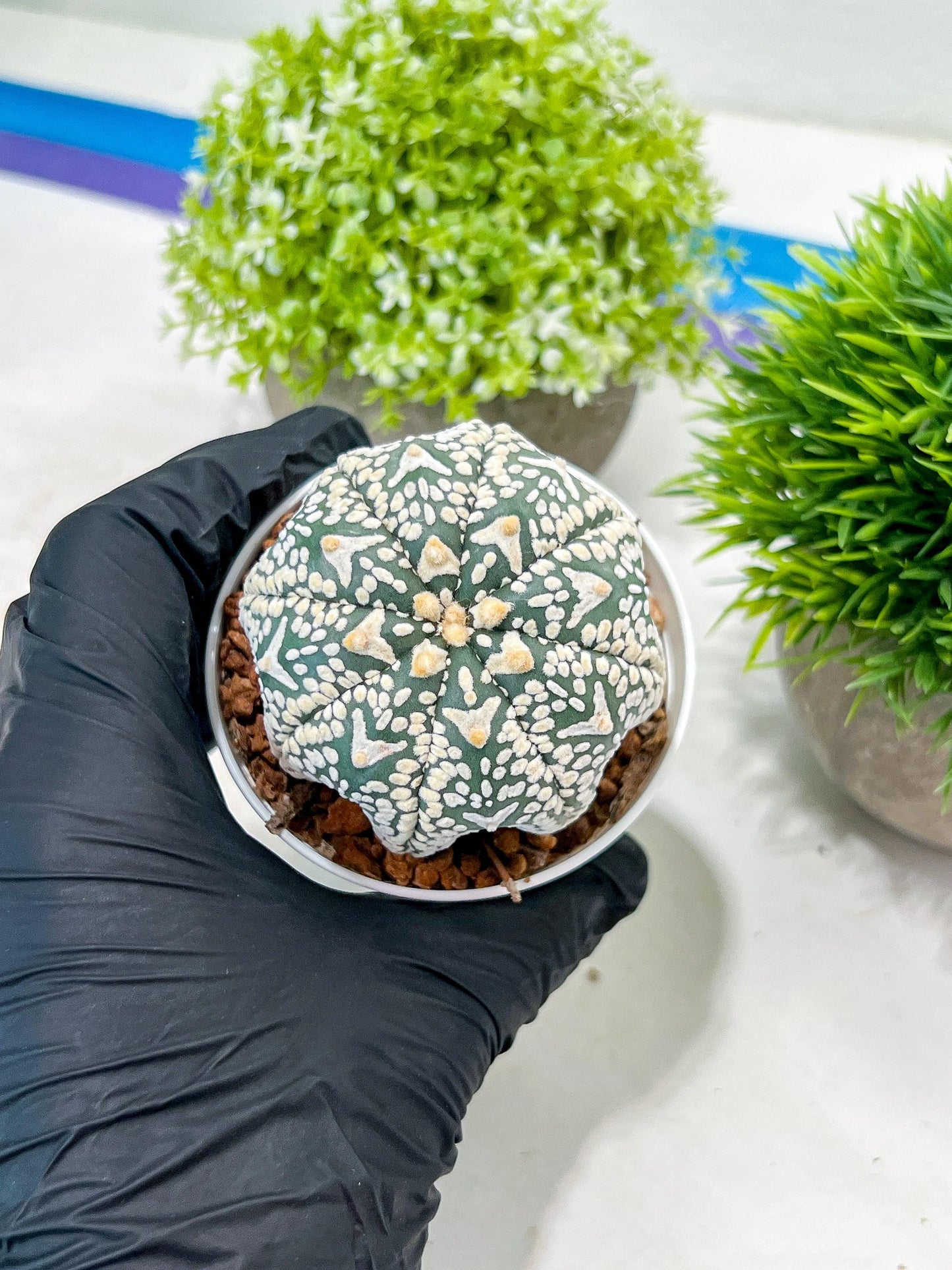 Custom Order- We’ll send you the exact live plant pictured (T3) (R6) | Ship from USA | 3" Pot