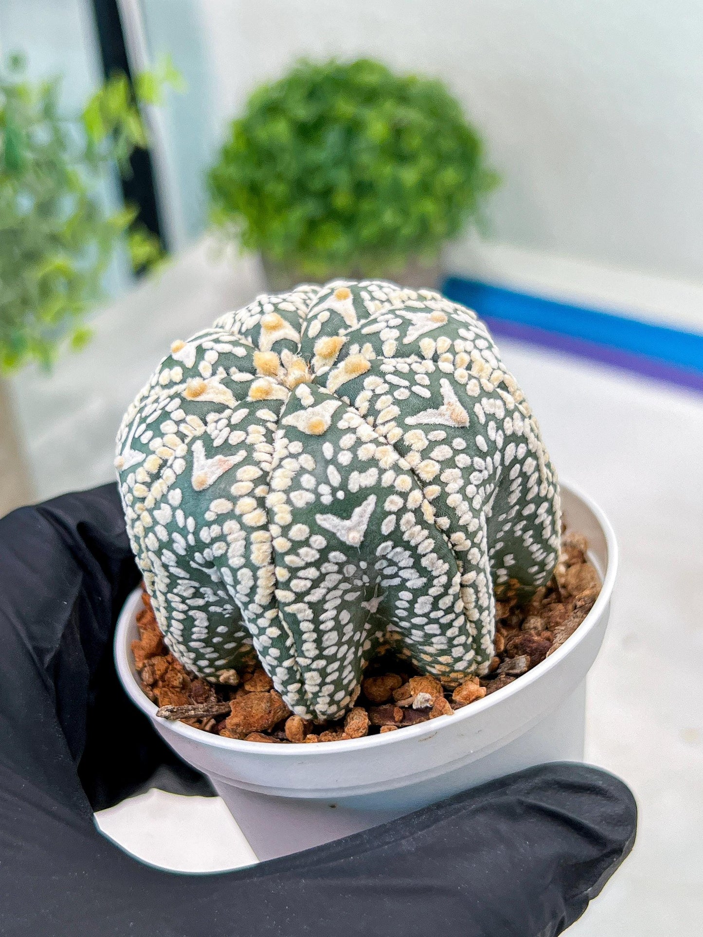 Custom Order- We’ll send you the exact live plant pictured (T3) (R6) | Ship from USA | 3" Pot
