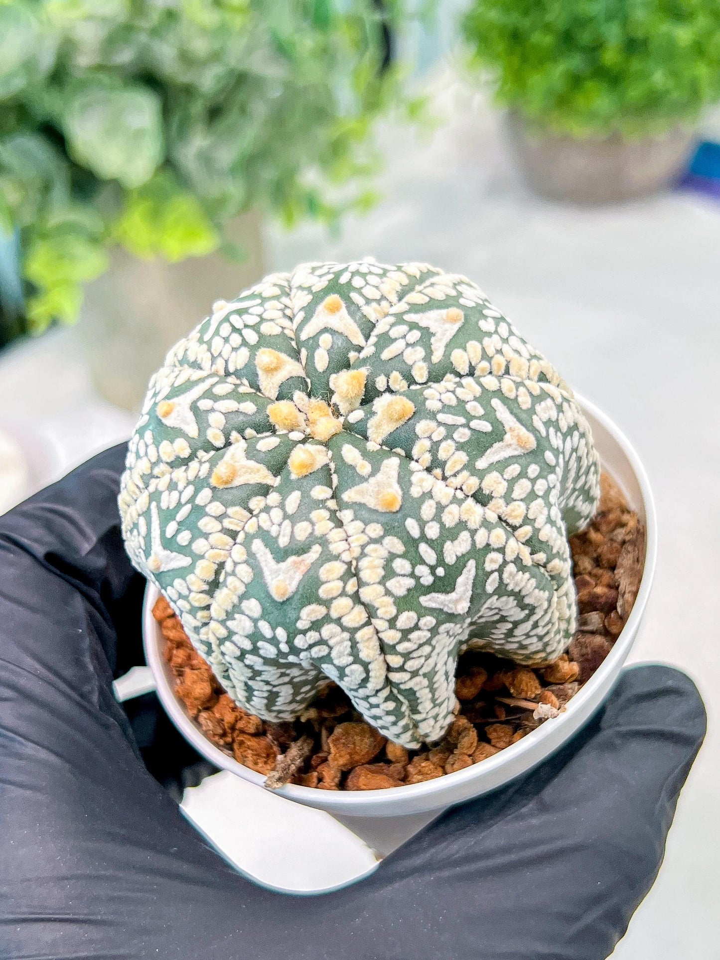 Custom Order- We’ll send you the exact live plant pictured (T3) (R6) | Ship from USA | 3" Pot