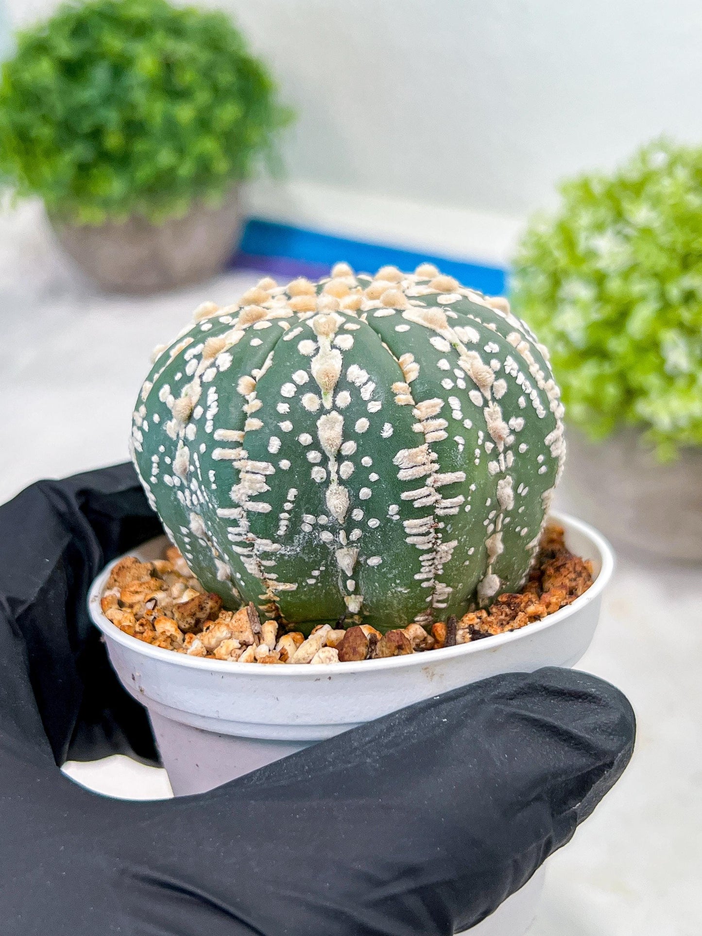 Custom Order- We’ll send you the exact live plant pictured (T3) (o1) | NEVADA Plant Seller | 3" Pot