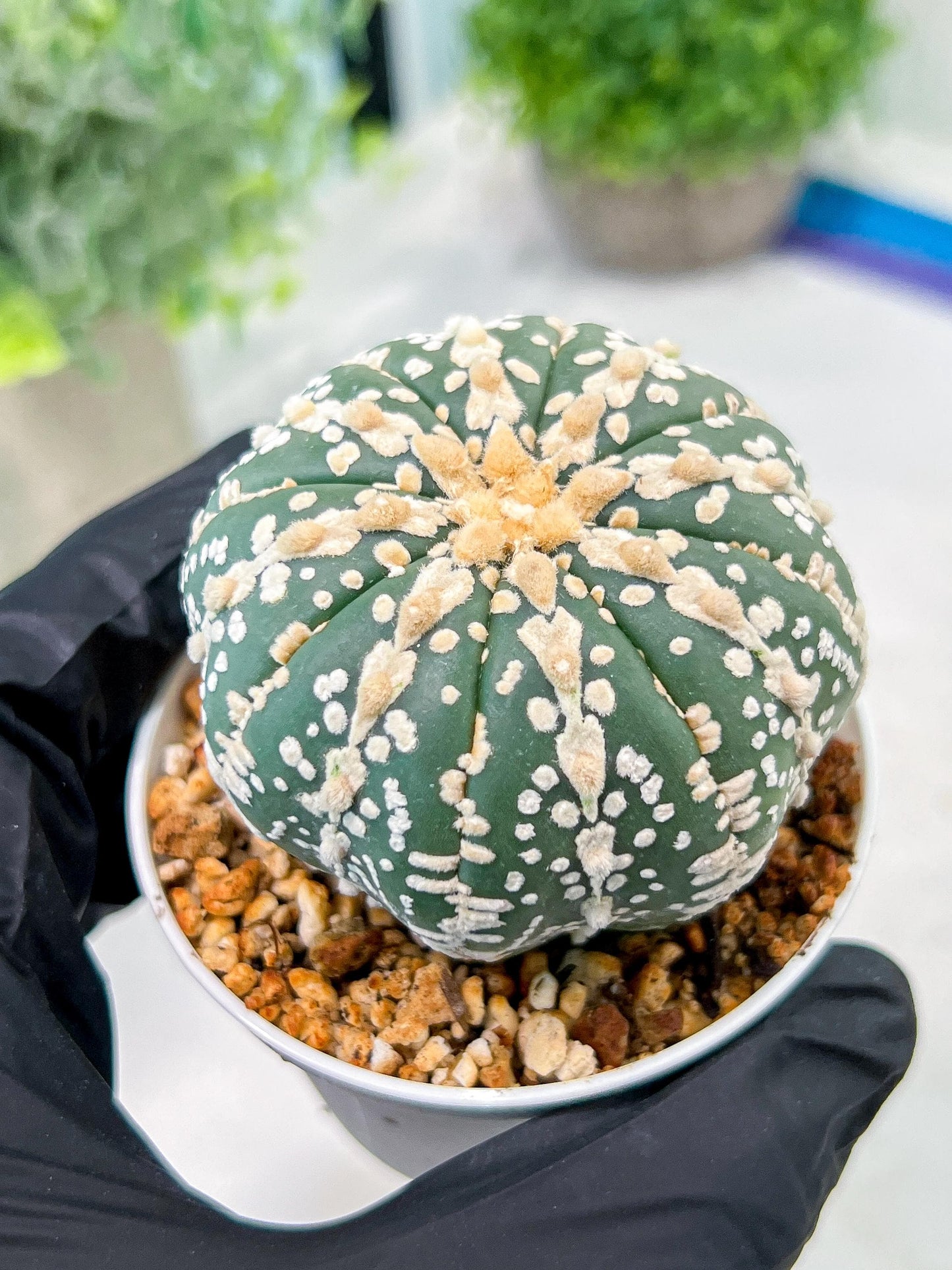 Custom Order- We’ll send you the exact live plant pictured (T3) (o1) | NEVADA Plant Seller | 3" Pot
