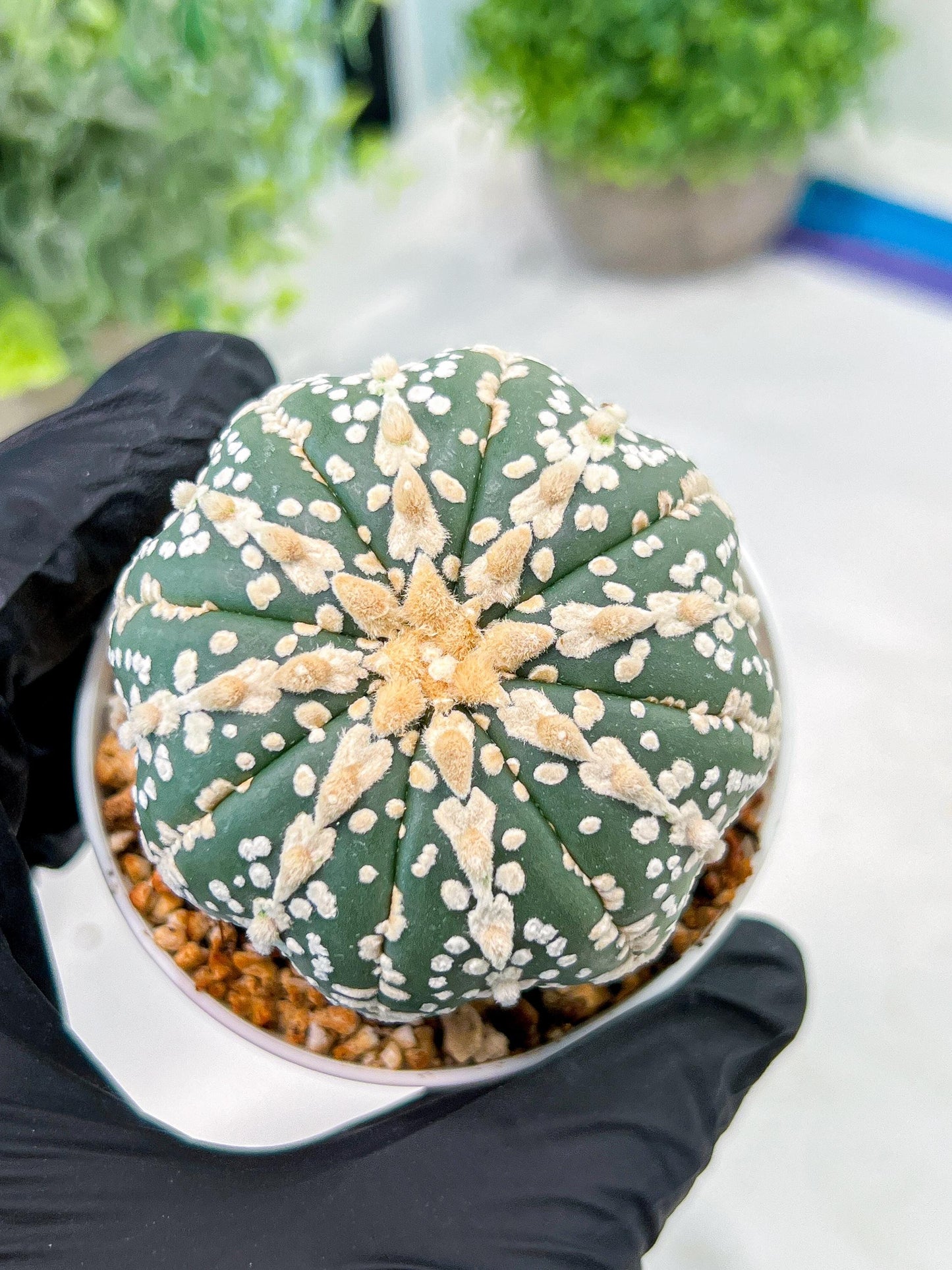 Custom Order- We’ll send you the exact live plant pictured (T3) (o1) | NEVADA Plant Seller | 3" Pot