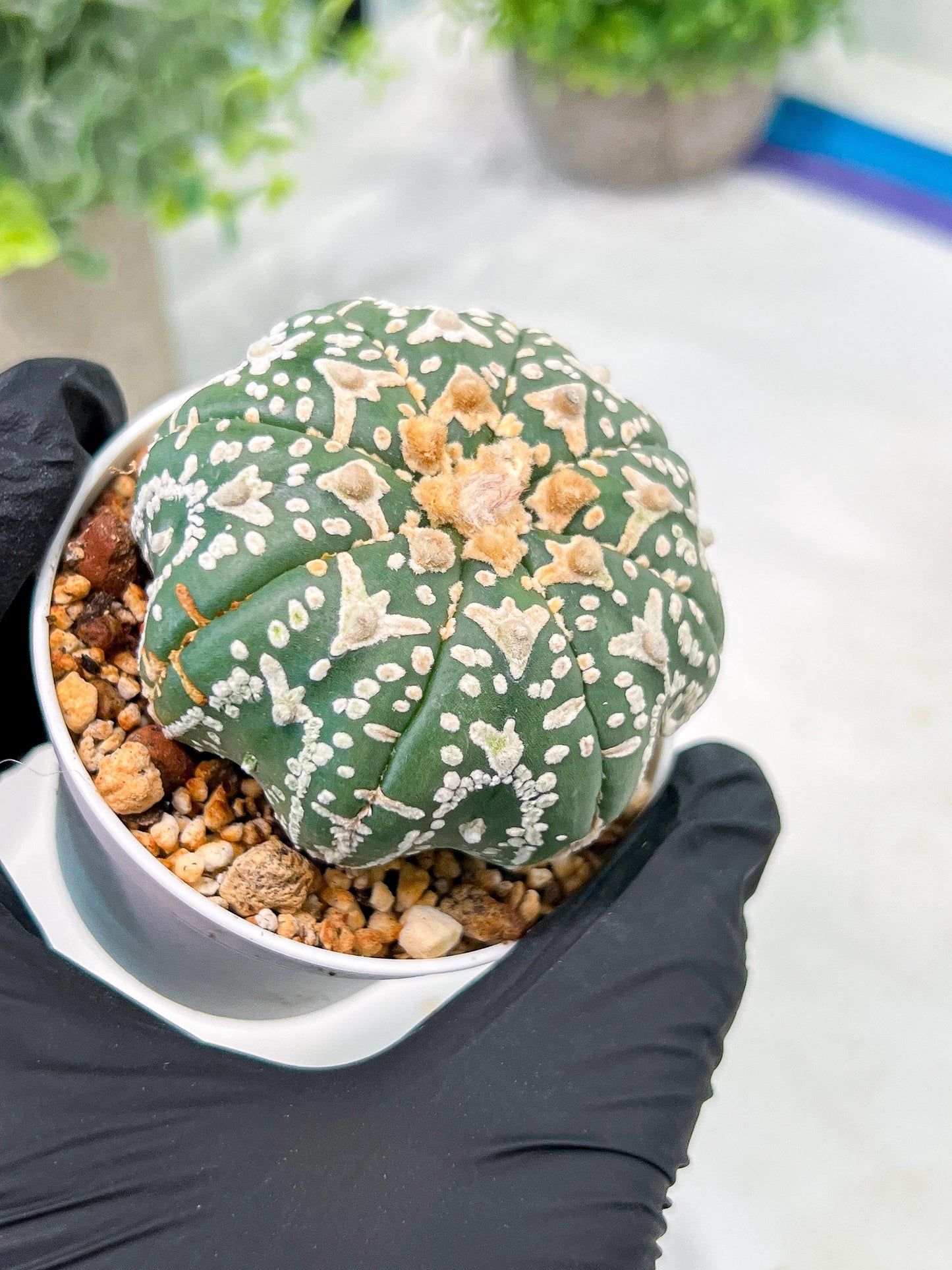 Custom Order- We’ll send you the exact live plant pictured (T3) (o2) | NEVADA Plant Seller | 3" Pot