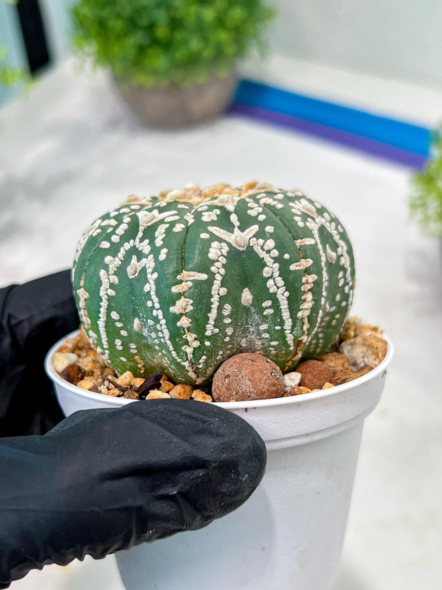 Custom Order- We’ll send you the exact live plant pictured (T3) (o2) | NEVADA Plant Seller | 3" Pot
