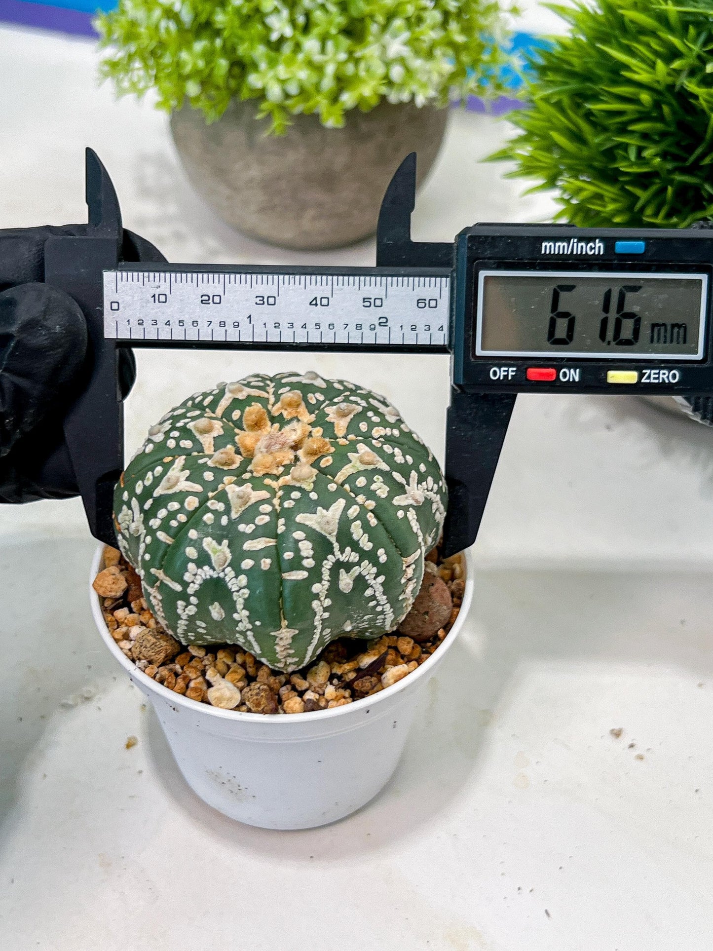 Custom Order- We’ll send you the exact live plant pictured (T3) (o2) | NEVADA Plant Seller | 3" Pot