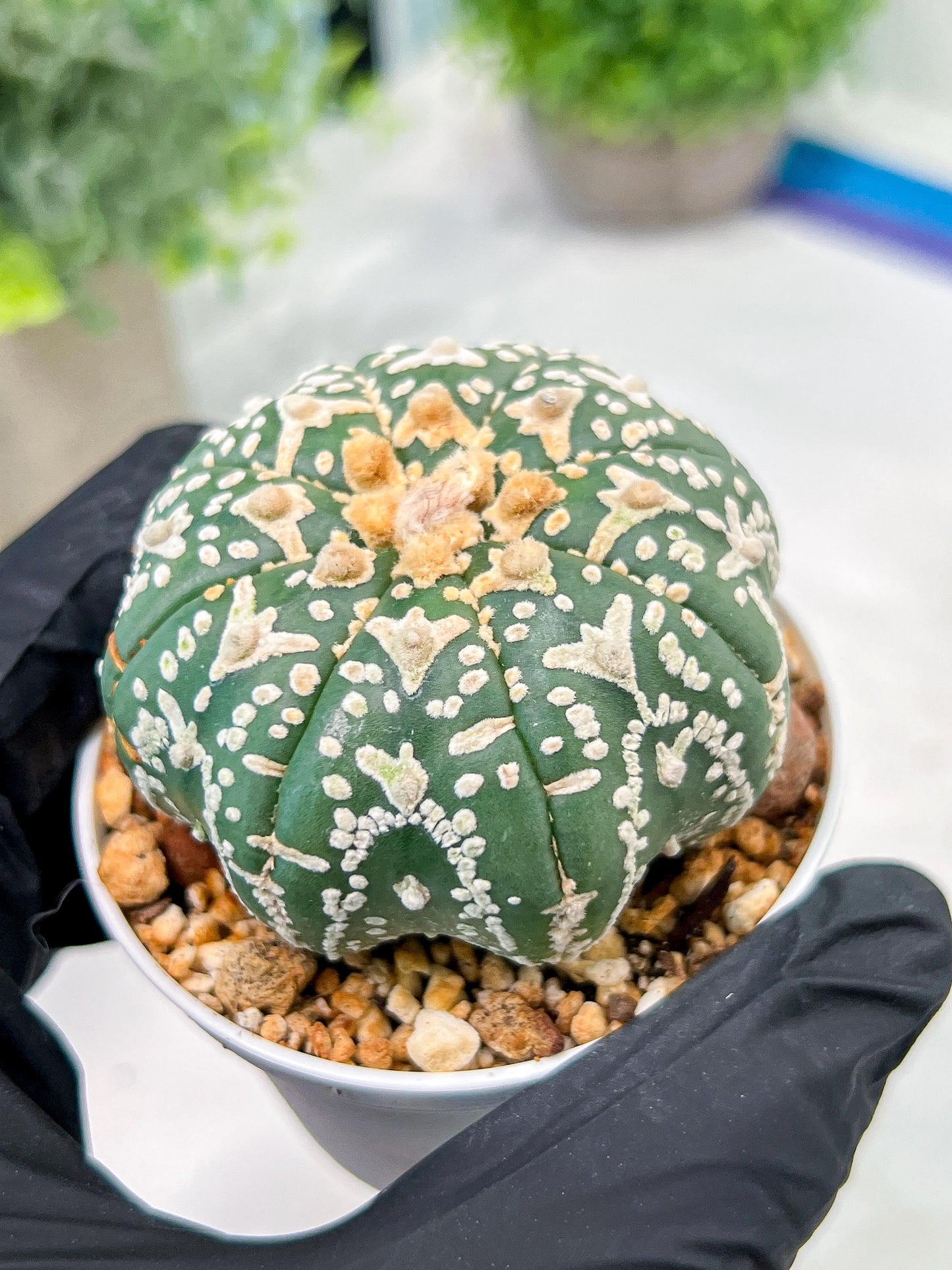 Custom Order- We’ll send you the exact live plant pictured (T3) (o2) | NEVADA Plant Seller | 3" Pot