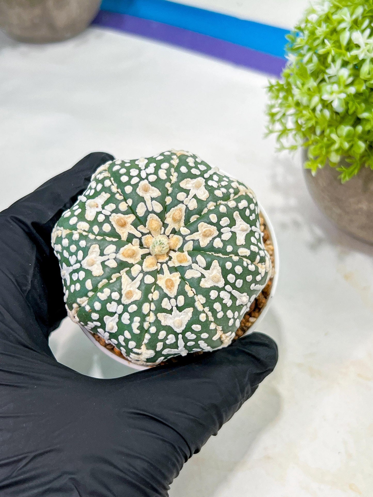 Custom Order- We’ll send you the exact live plant pictured (T3) (o3) | Las Vegas Plant Seller | 3" Pot