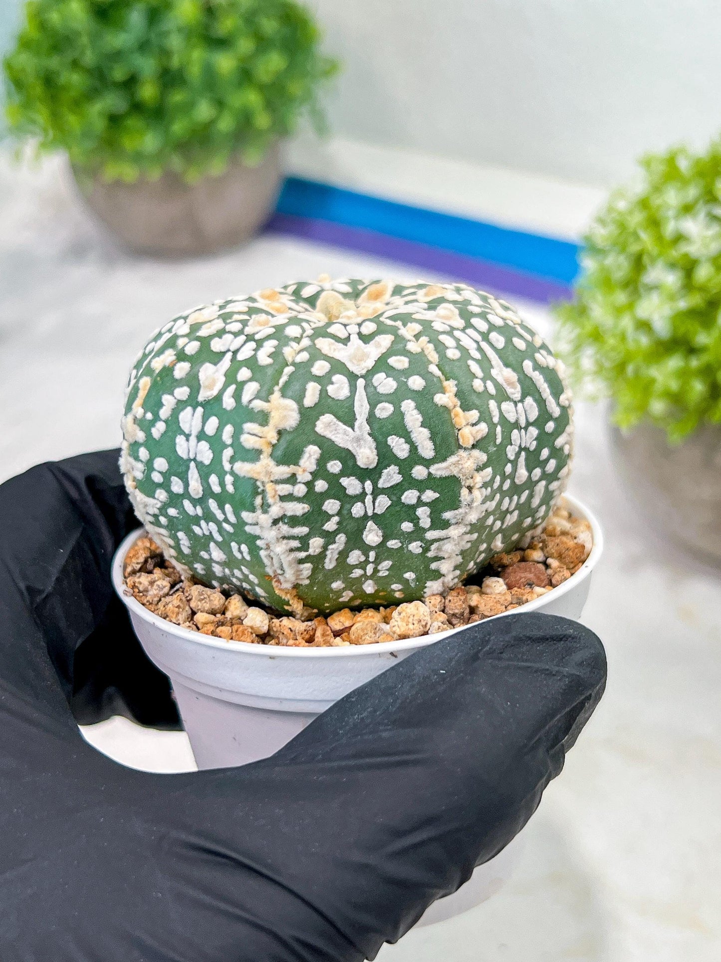 Custom Order- We’ll send you the exact live plant pictured (T3) (o3) | Las Vegas Plant Seller | 3" Pot