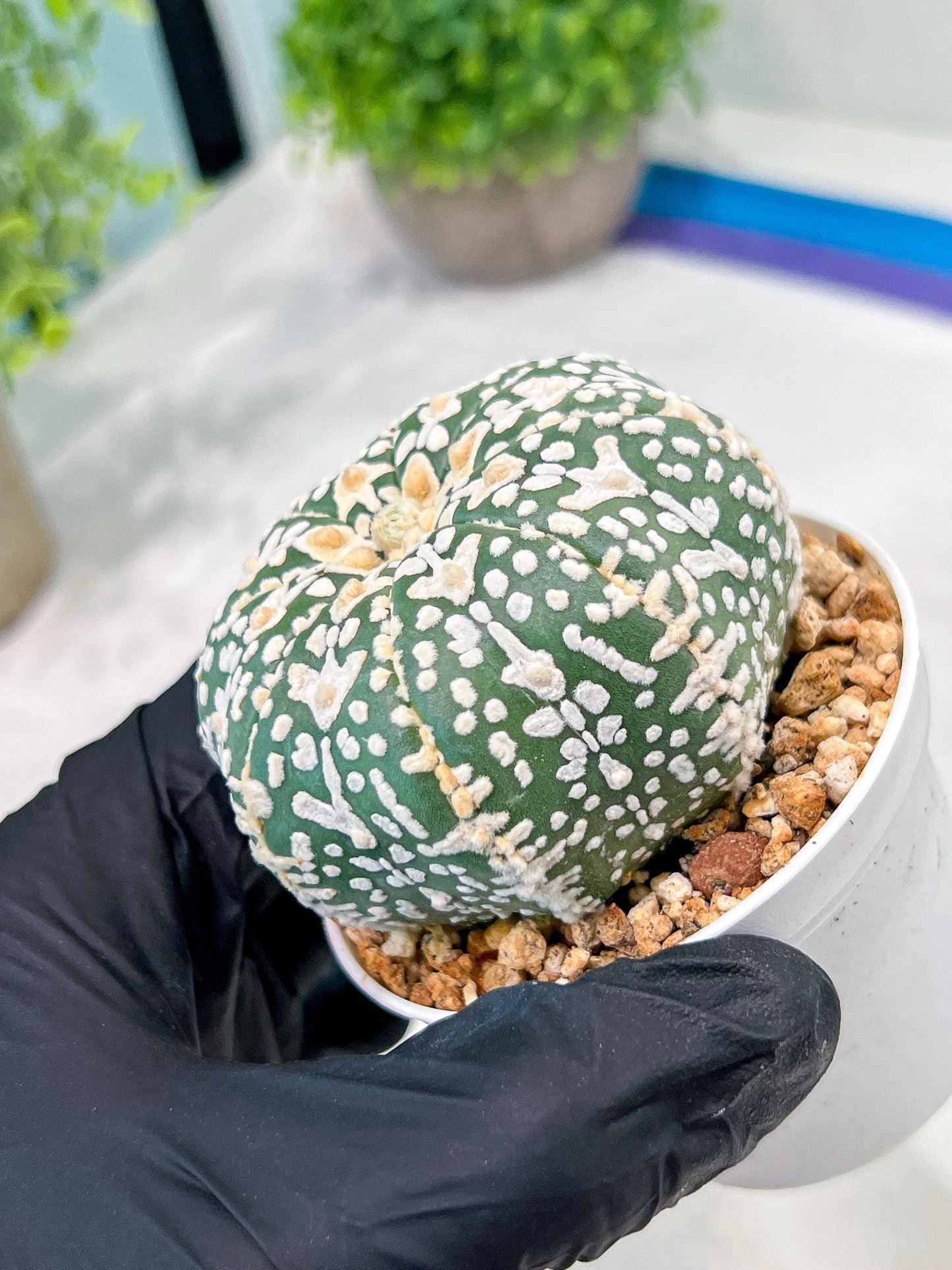 Custom Order- We’ll send you the exact live plant pictured (T3) (o3) | Las Vegas Plant Seller | 3" Pot