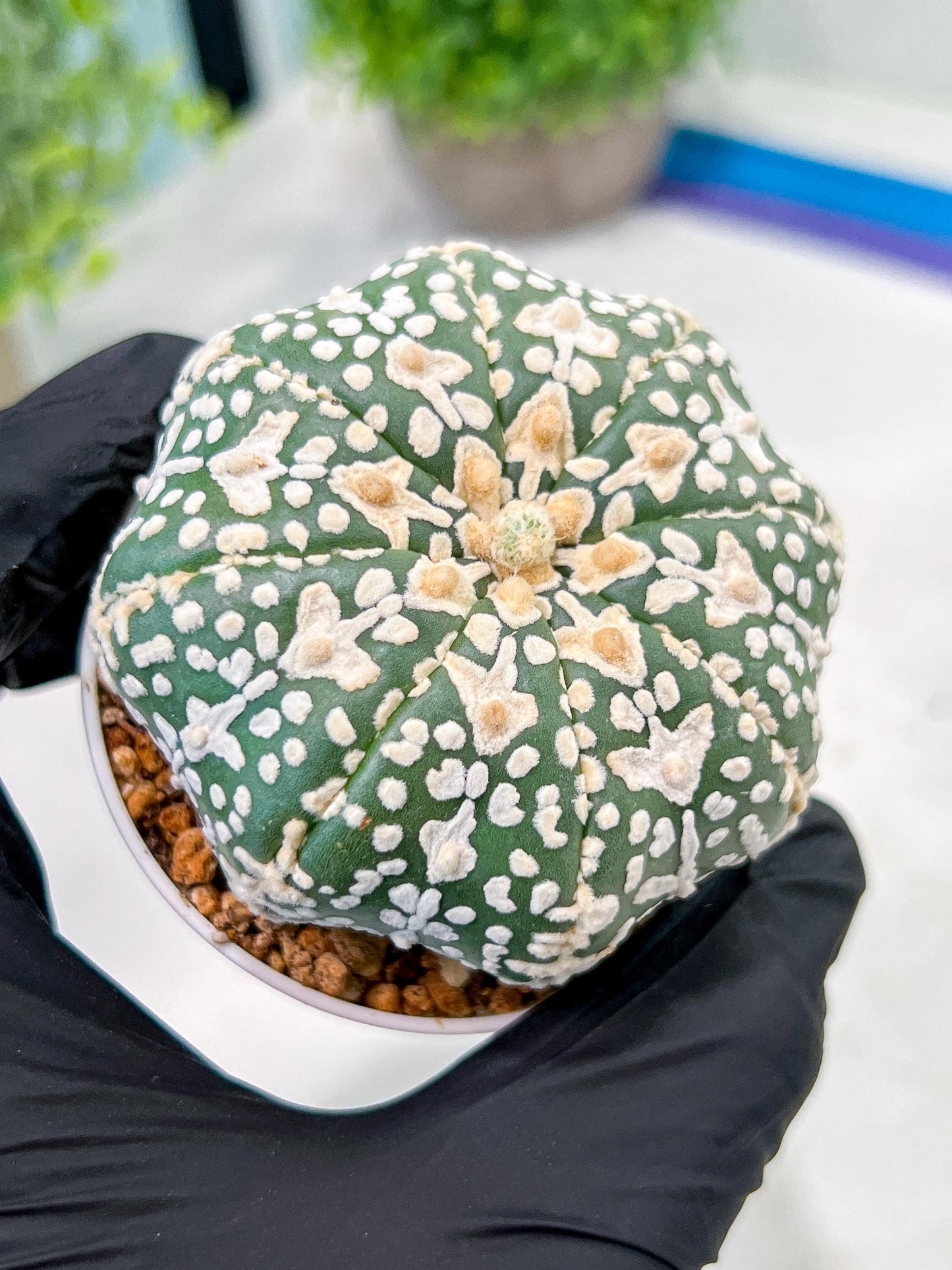 Custom Order- We’ll send you the exact live plant pictured (T3) (o3) | Las Vegas Plant Seller | 3" Pot