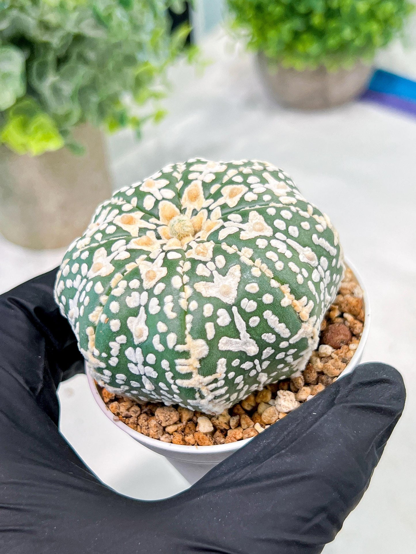 Custom Order- We’ll send you the exact live plant pictured (T3) (o3) | Las Vegas Plant Seller | 3" Pot