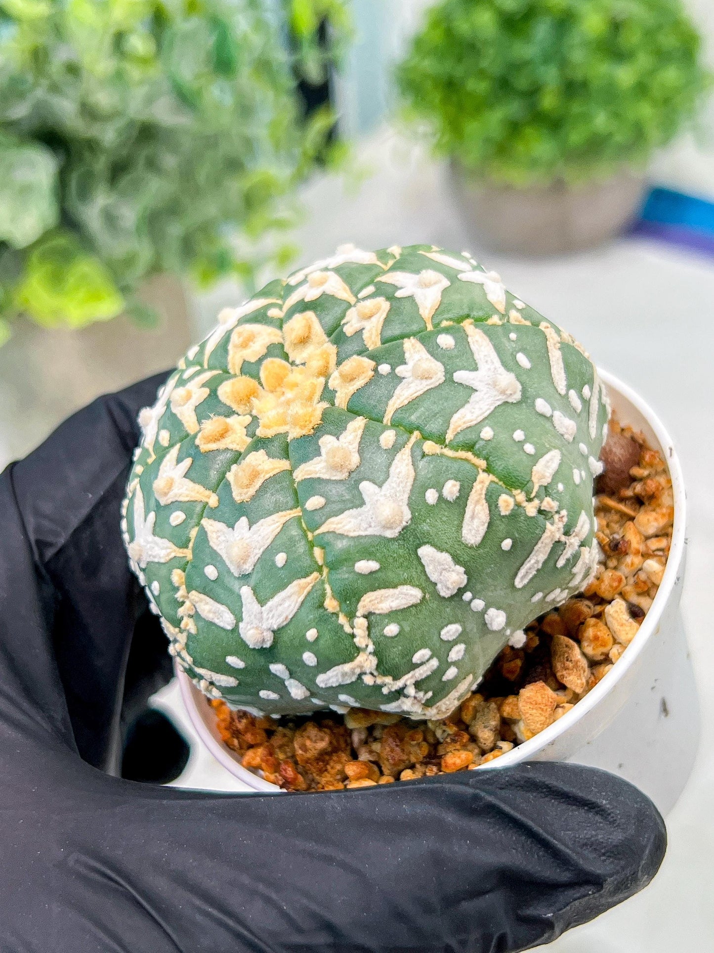 Custom Order- We’ll send you the exact live plant pictured (T3) (o4) | Vegas Seller | 3" Pot