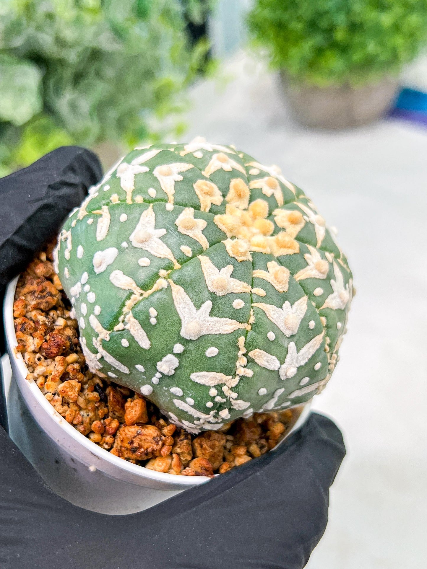 Custom Order- We’ll send you the exact live plant pictured (T3) (o4) | Vegas Seller | 3" Pot