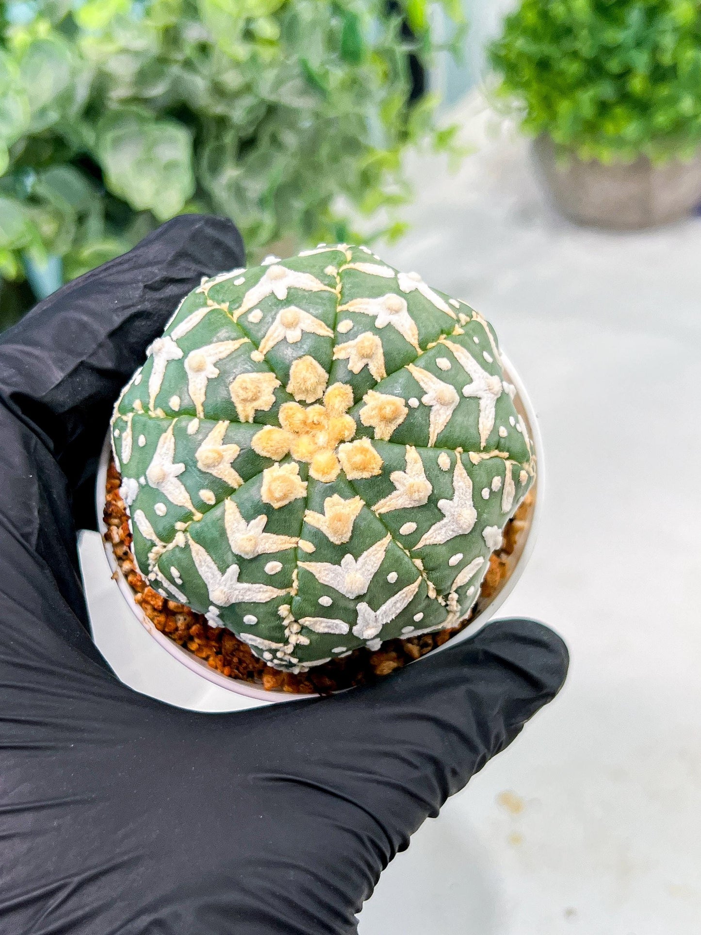 Custom Order- We’ll send you the exact live plant pictured (T3) (o4) | Vegas Seller | 3" Pot